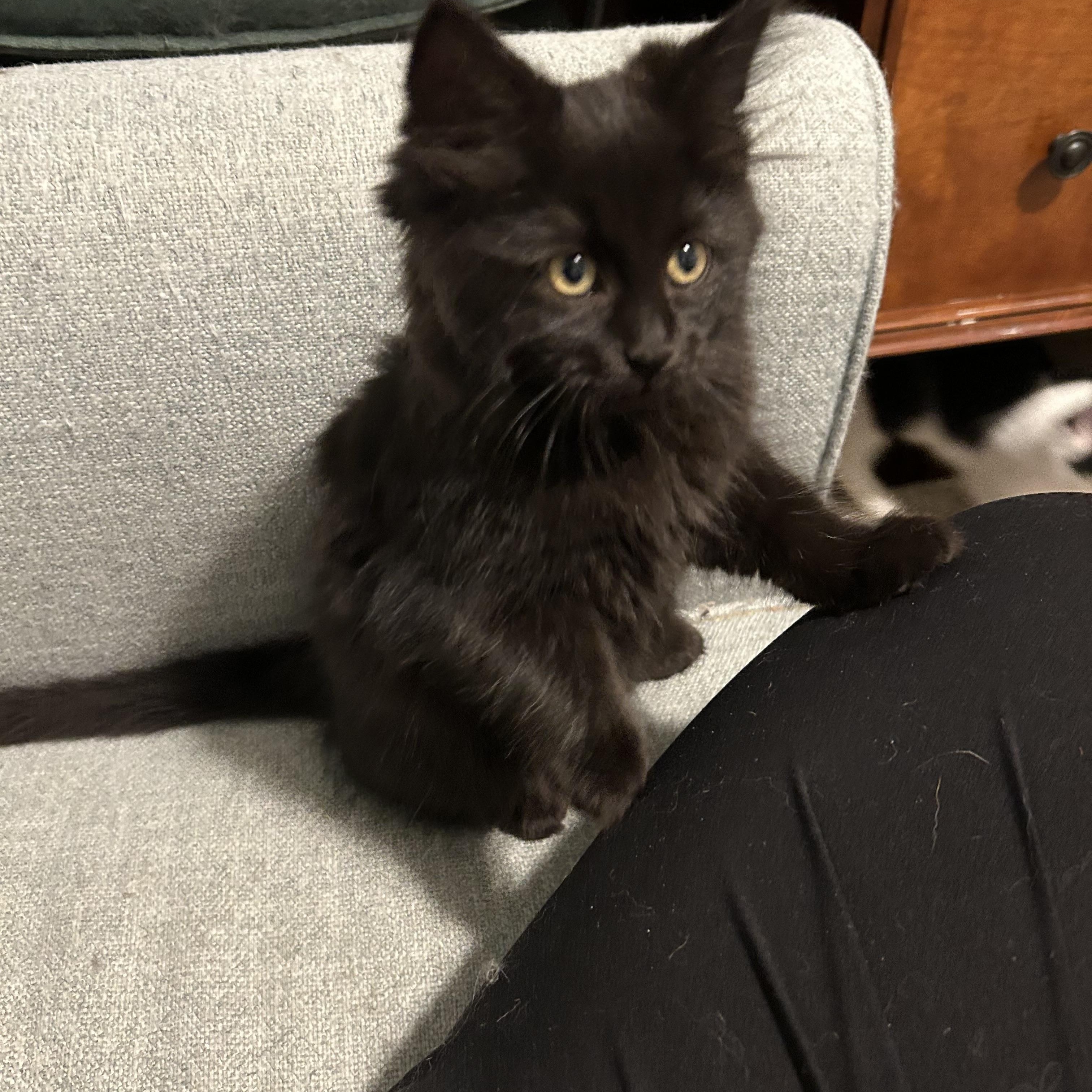 Barracuda - Under The Sea