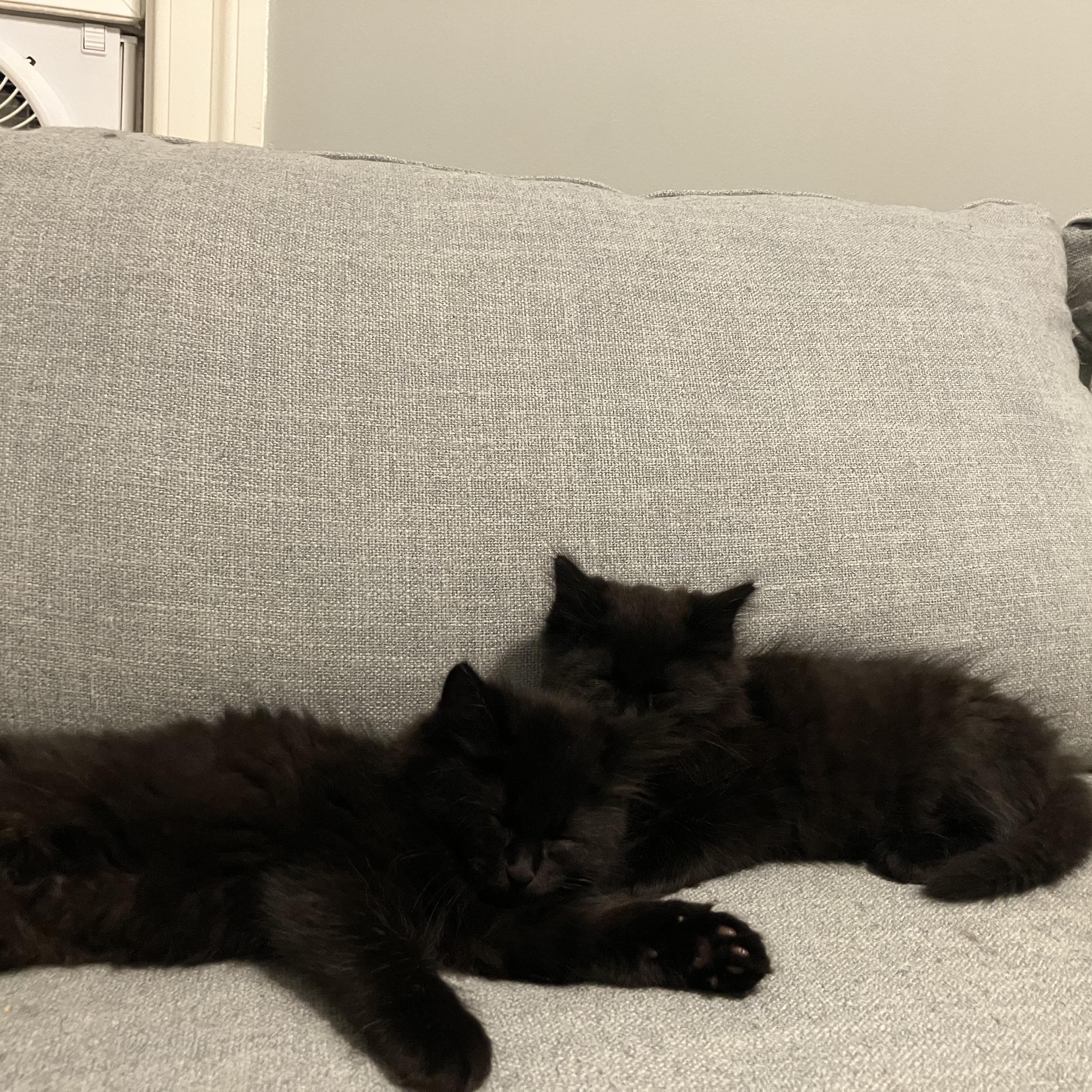 Barracuda - Under The Sea