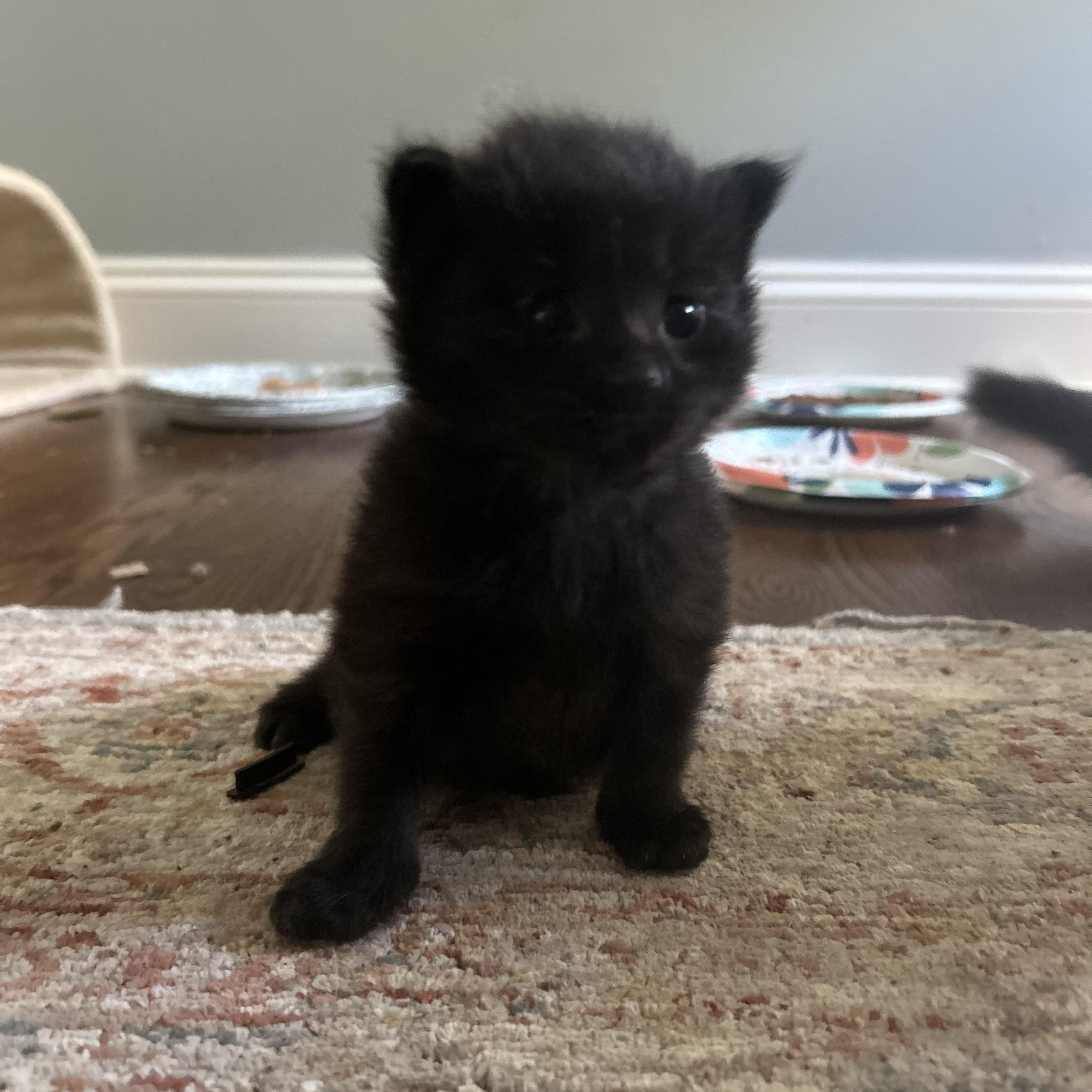 Barracuda - Under The Sea