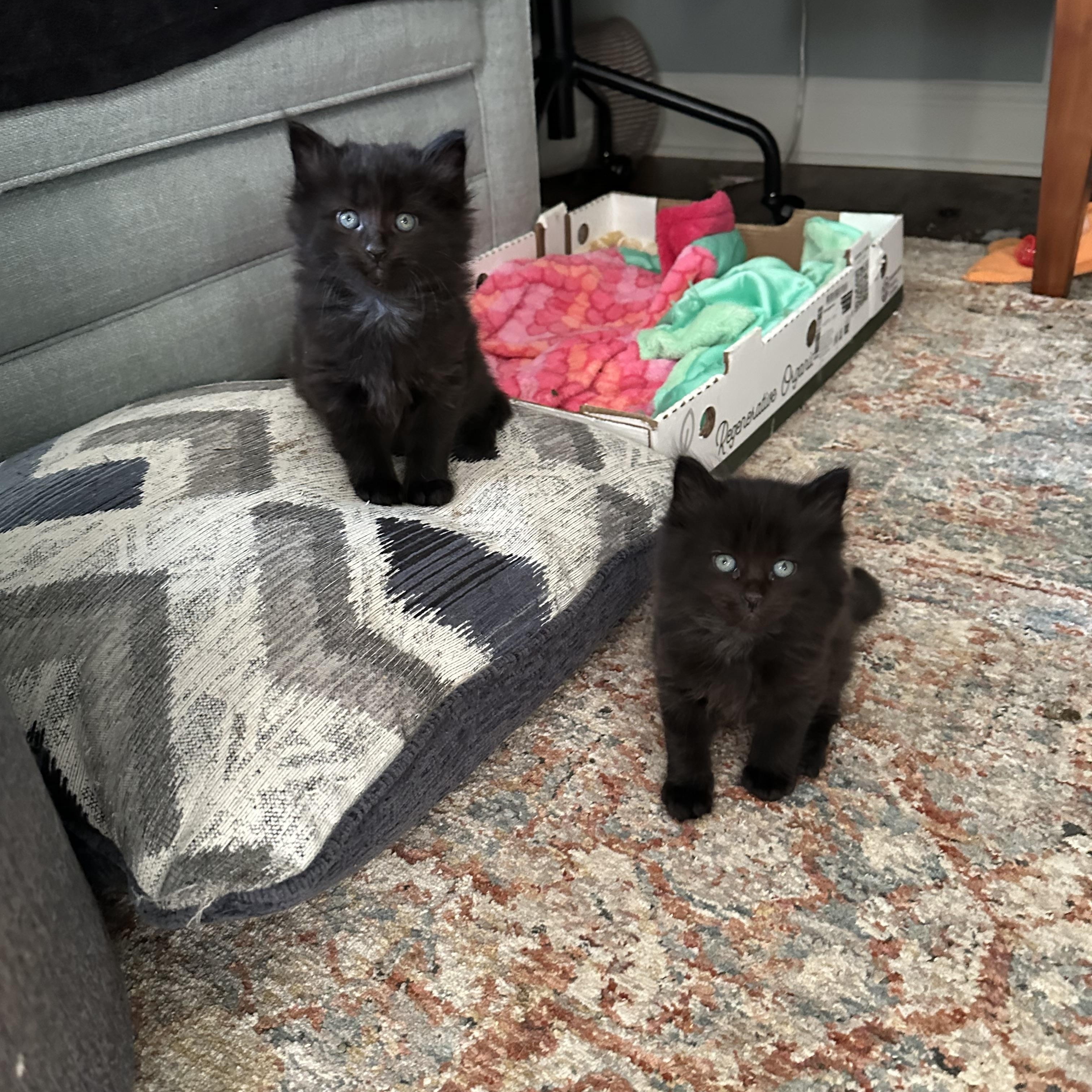 Barracuda - Under The Sea