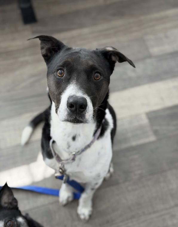 Bree, ADOPTABLE, Adult Female German Shorthaired Pointer & Hound.
