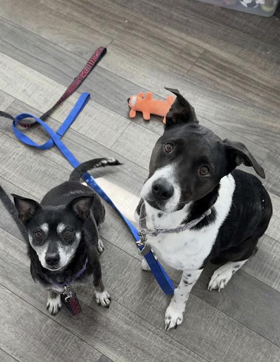 Bree, a ADOPTABLE mixed breed in Mahwah, NJ image 4/4