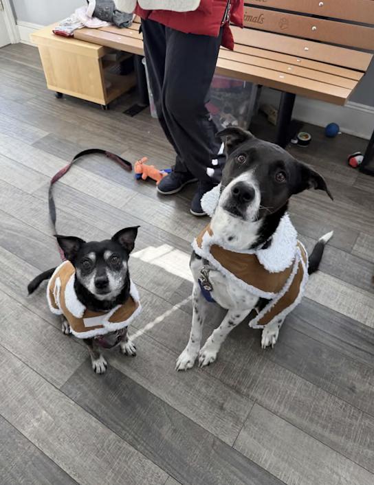 Bree, a ADOPTABLE mixed breed in Mahwah, NJ image 2/4