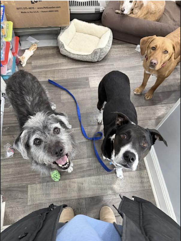 Bree, a ADOPTABLE mixed breed in Mahwah, NJ image 3/4