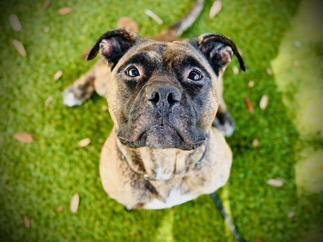 Enlarge BRUNO, a Adoptable American Bulldog in Orlando, FL image 1/1