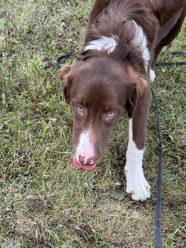 Archie, ADOPTABLE, Young Male Australian Shepherd.