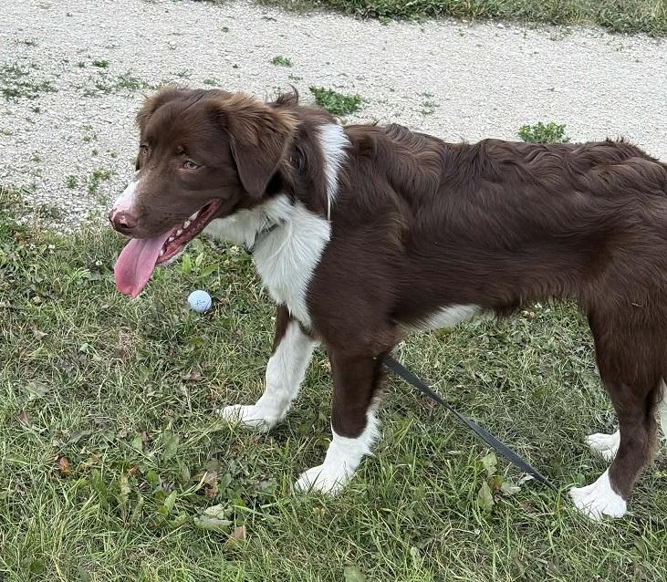 Archie, a ADOPTABLE mixed breed in Winnipeg, MB image 2/3