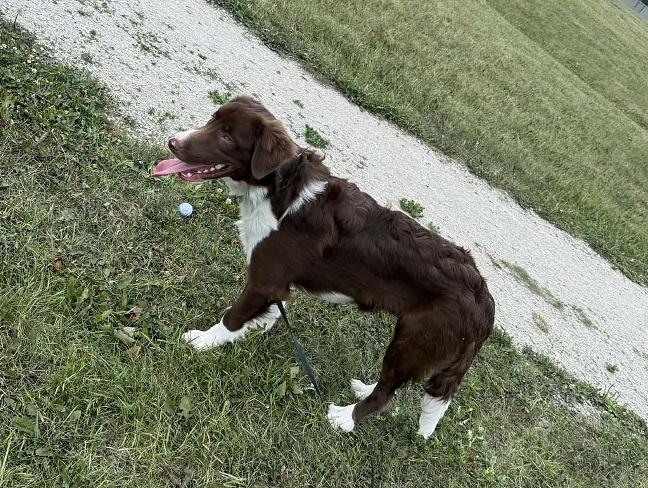 Archie, a ADOPTABLE mixed breed in Winnipeg, MB image 3/3