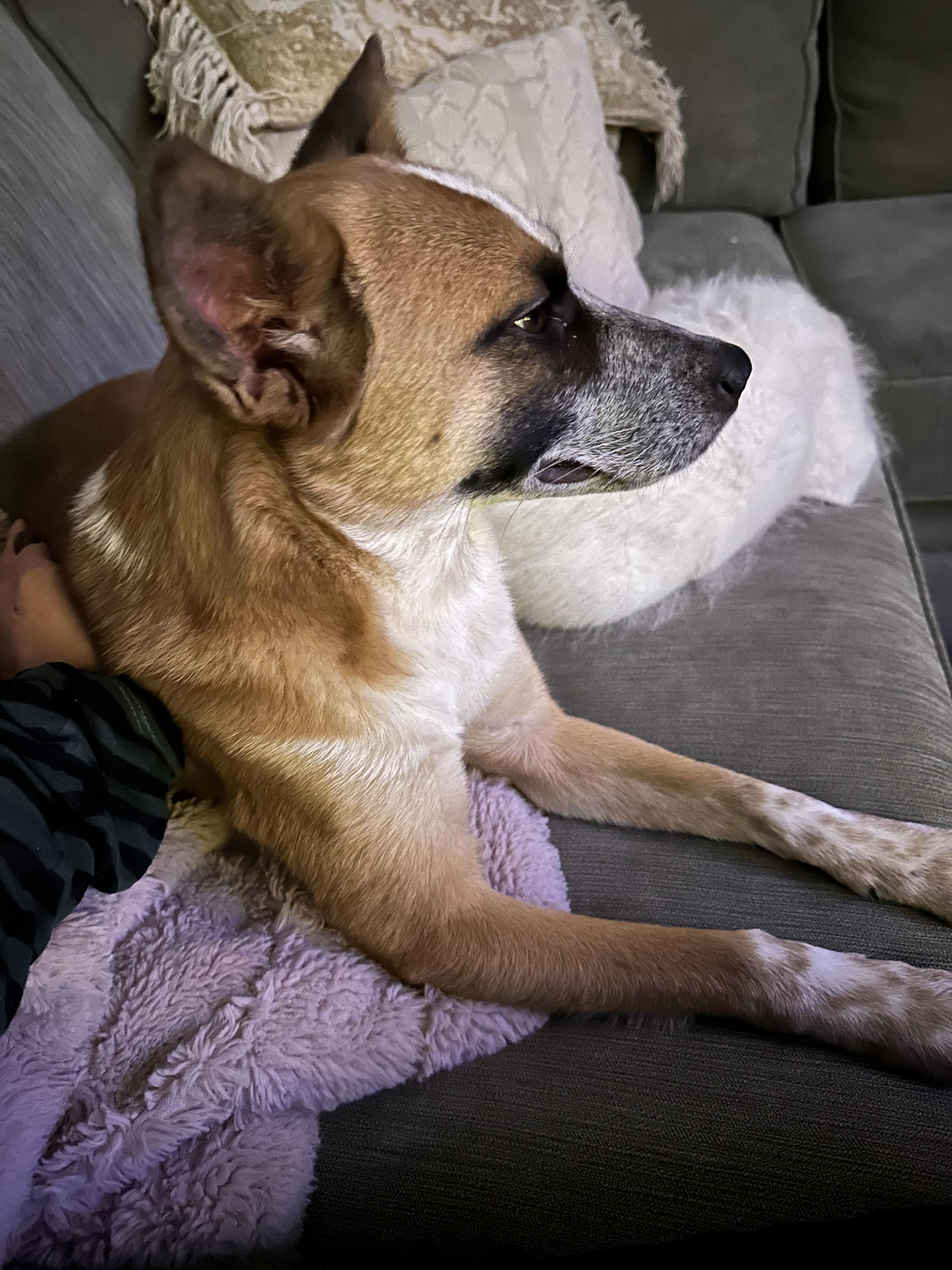 Pumpkin, an adoptable Australian Cattle Dog / Blue Heeler in West Valley, UT image 3/5