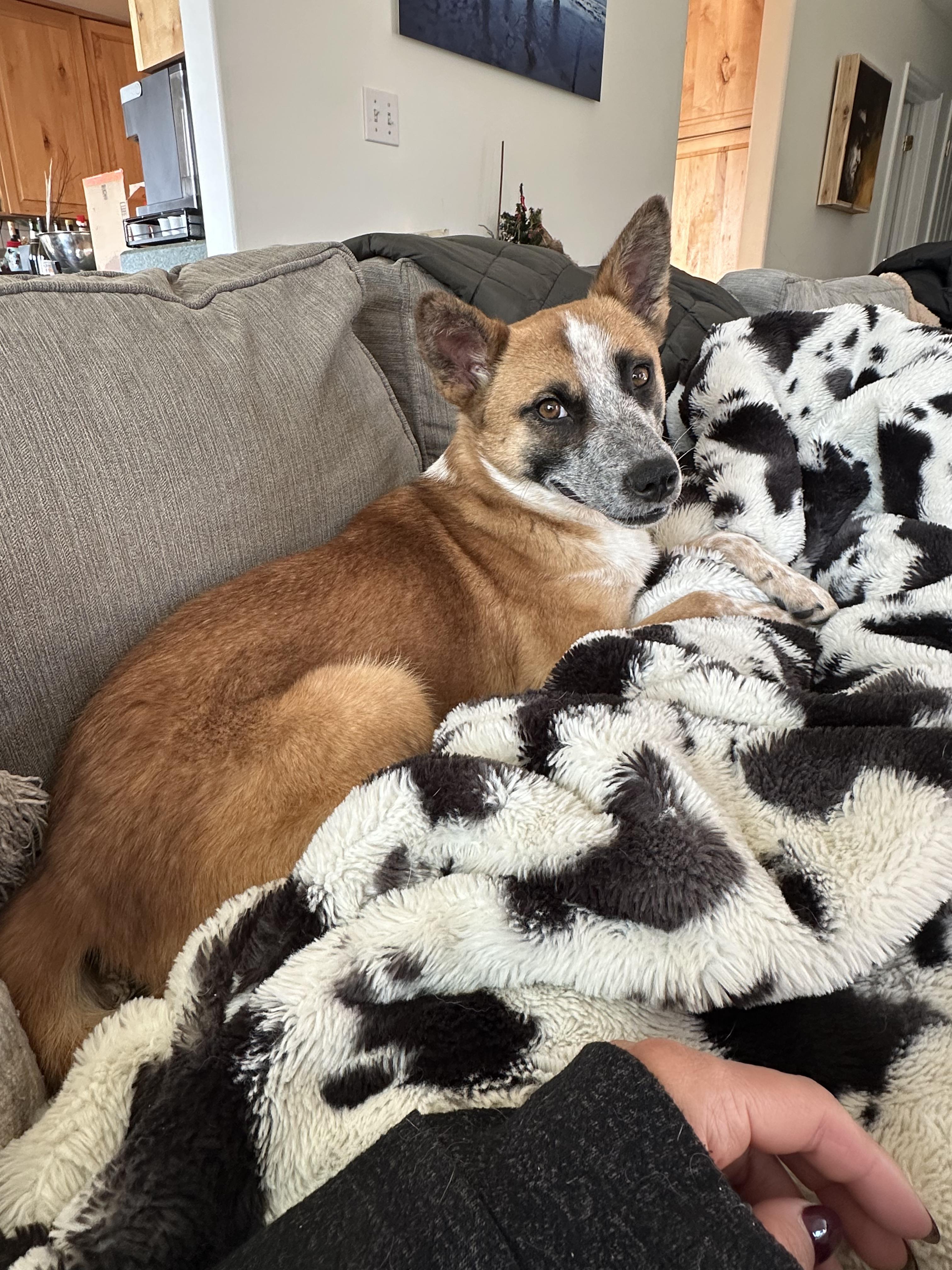 Pumpkin, an adoptable Australian Cattle Dog / Blue Heeler in West Valley, UT image 4/5