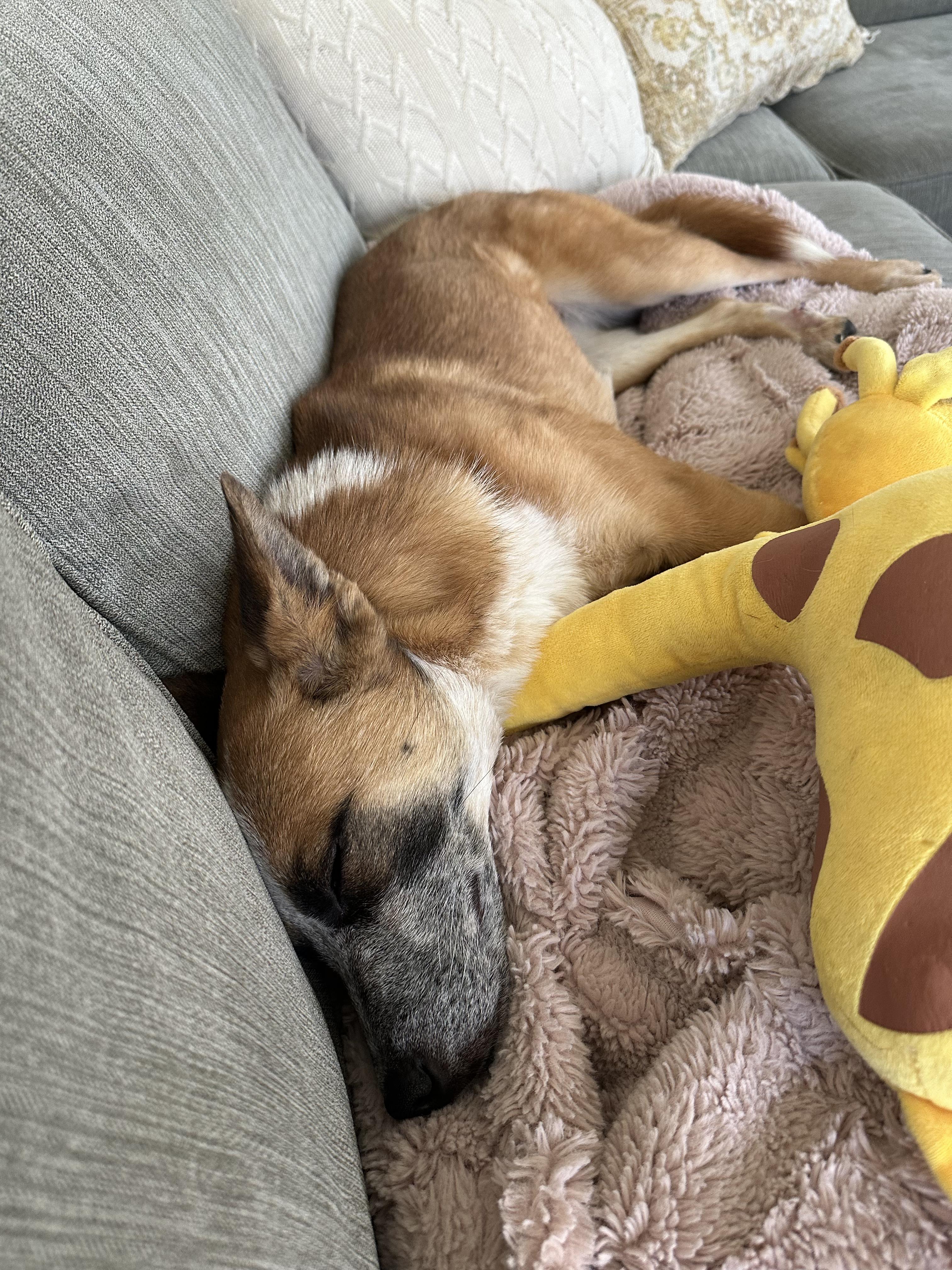 Pumpkin, an adoptable Australian Cattle Dog / Blue Heeler in West Valley, UT image 5/5