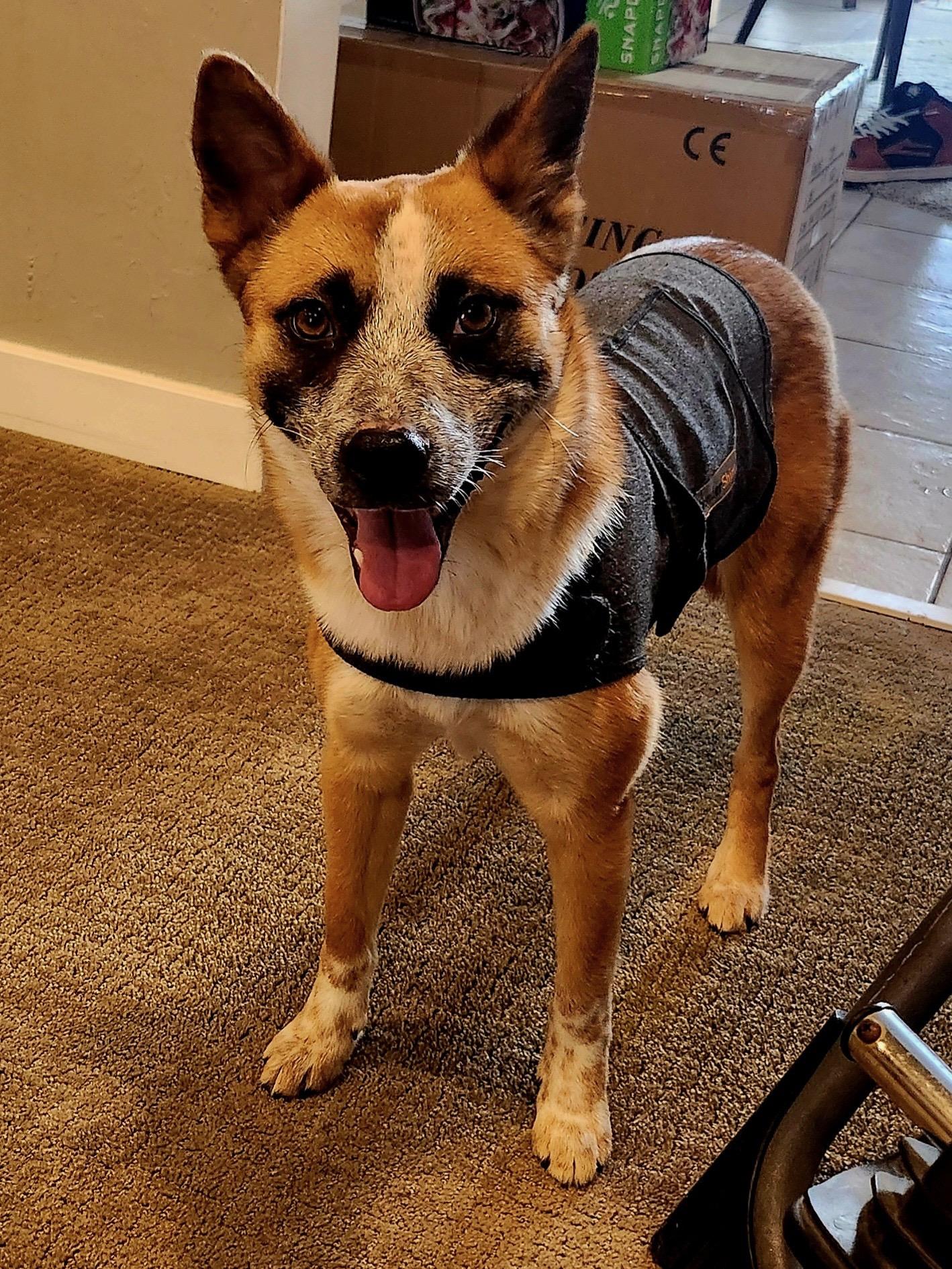 Pumpkin, an adoptable Australian Cattle Dog / Blue Heeler in West Valley, UT image 1/5
