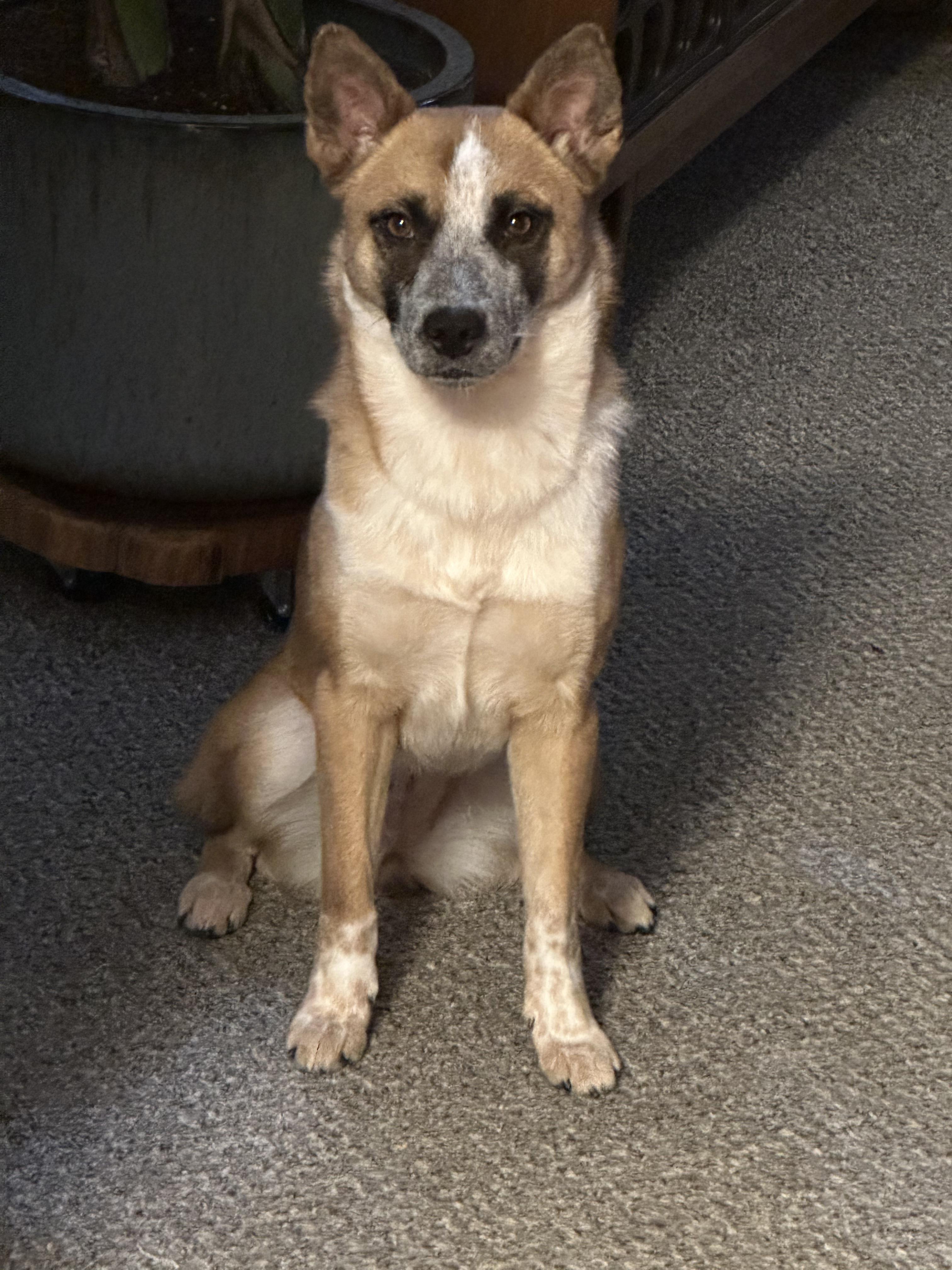 Pumpkin, an adoptable Australian Cattle Dog / Blue Heeler in West Valley, UT image 2/5