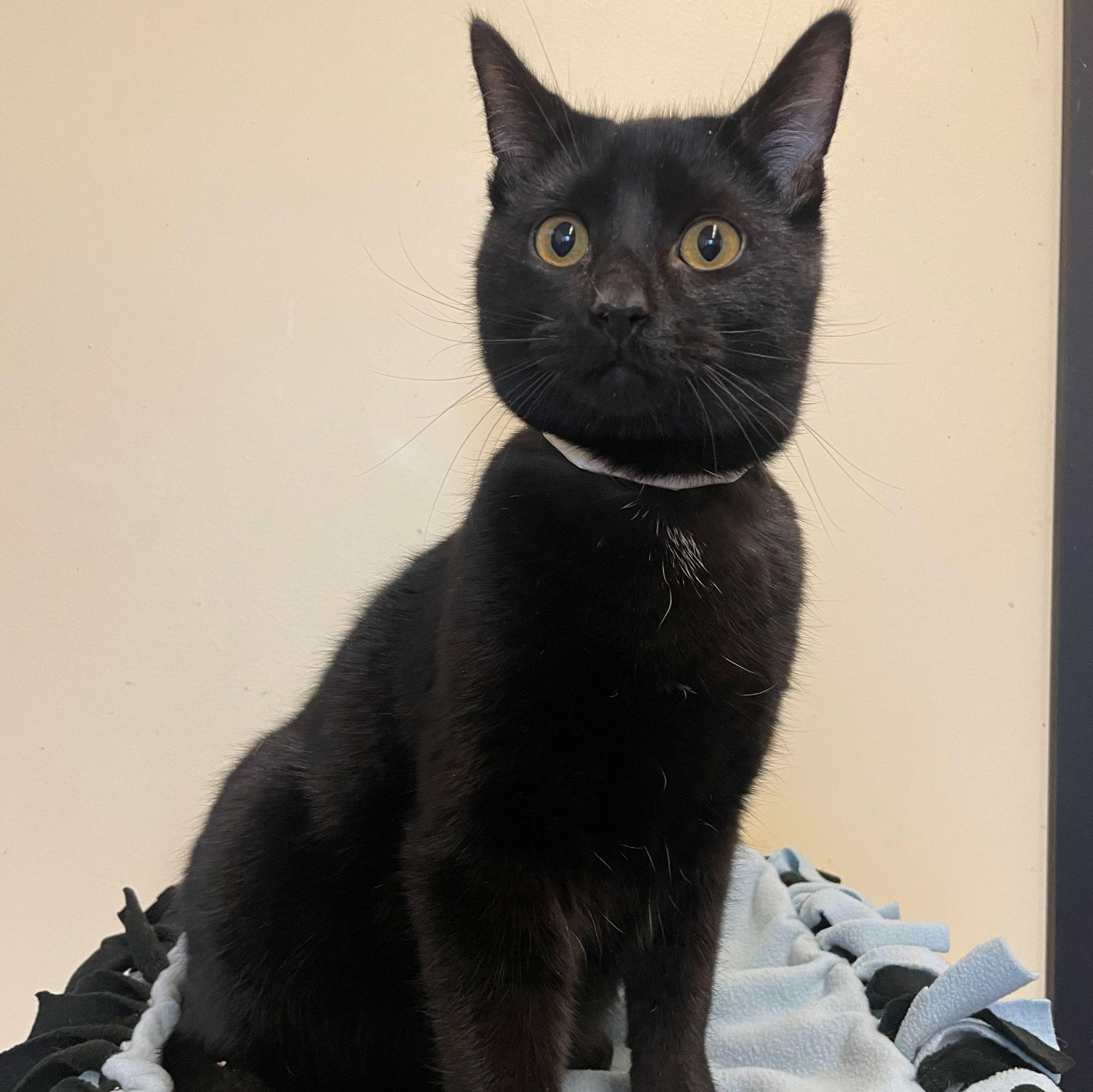 Enlarge Rollo, a Adoptable Domestic Short Hair in Rochester, MN image 1/2