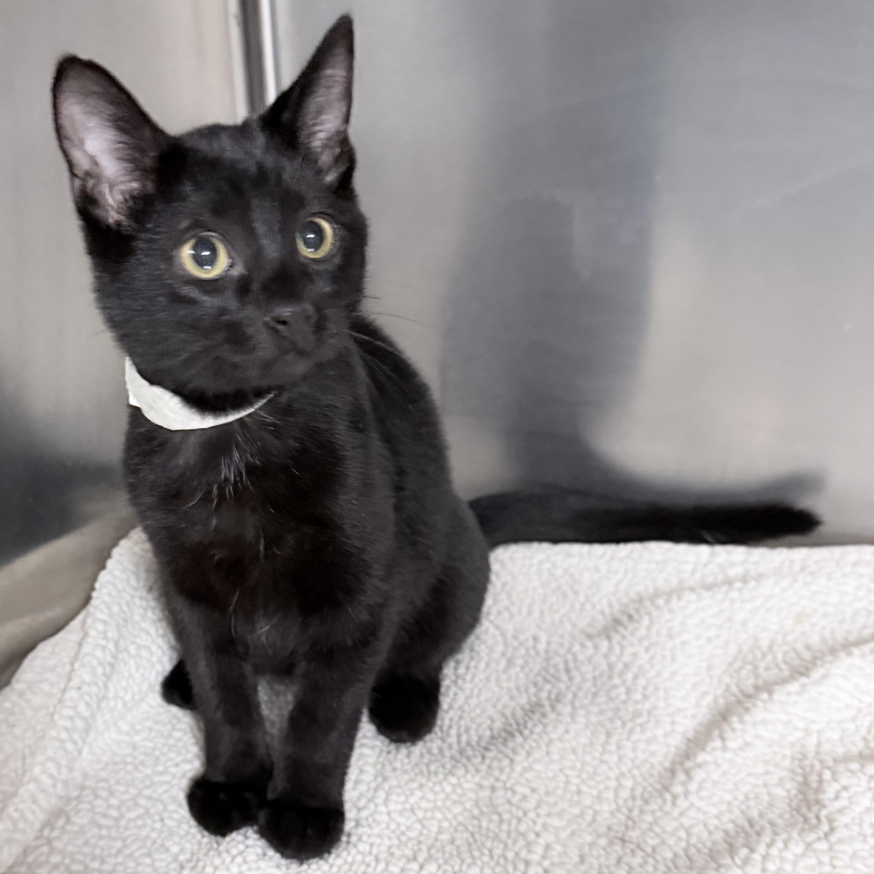 Enlarge Rollo, a Adoptable Domestic Short Hair in Rochester, MN image 2/2