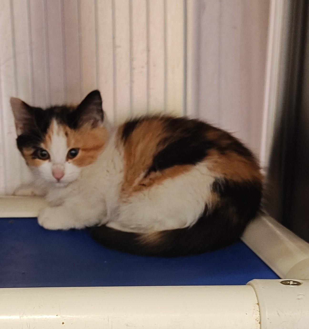 Enlarge Molly, a Adoptable Domestic Short Hair in Wahpeton, ND image 1/1