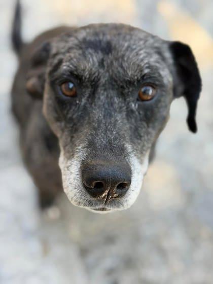 Joy, Adoptable, Adult Female Catahoula Leopard Dog & Mixed Breed.