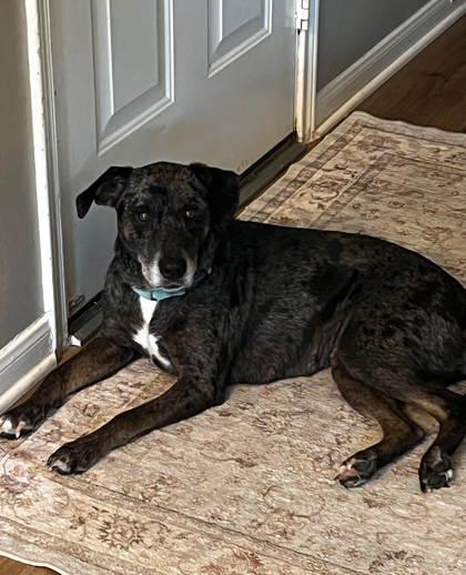 Joy, Adoptable, Adult Female Catahoula Leopard Dog & Mixed Breed.