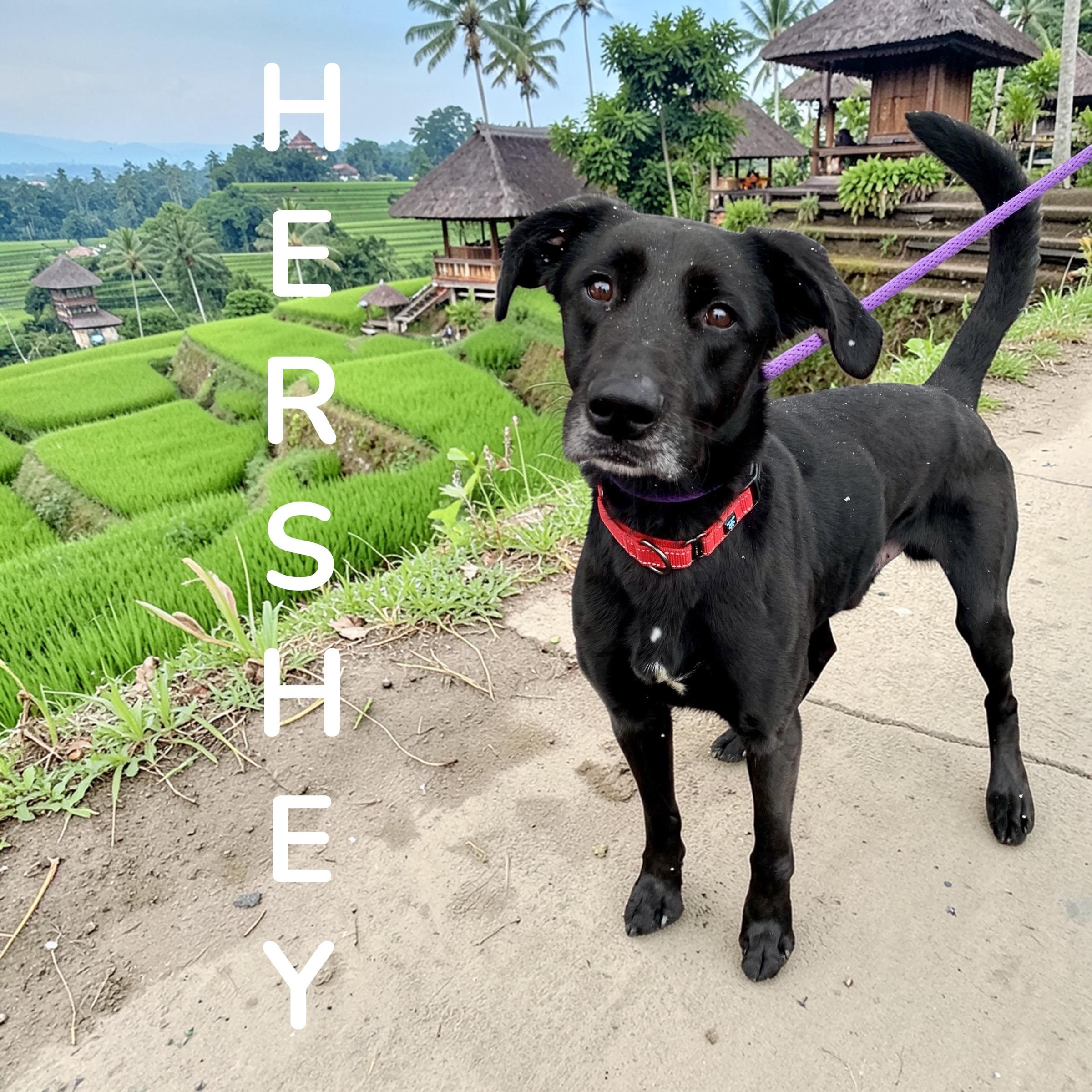 Hershey, a ADOPTABLE mixed breed in McKeesport, PA image 1/6