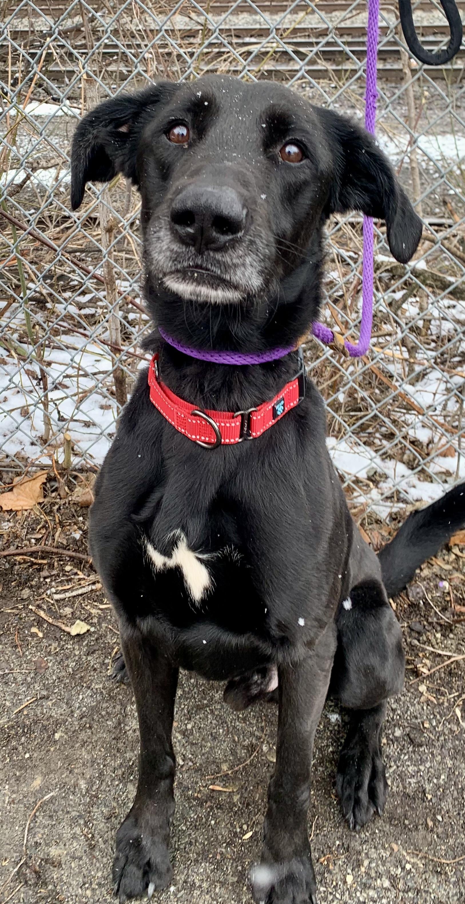 Hershey, a ADOPTABLE mixed breed in McKeesport, PA image 3/6