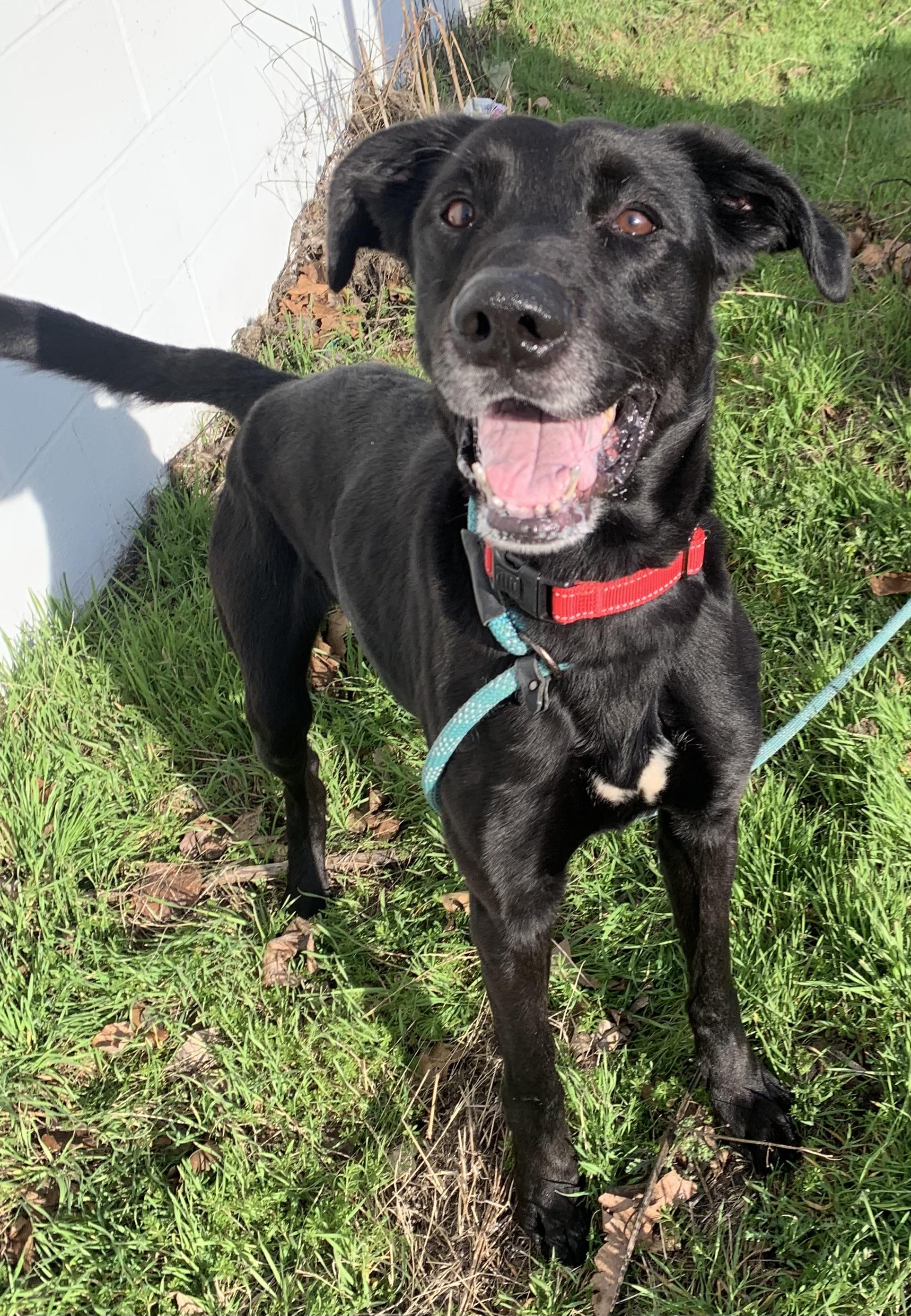 Hershey, a ADOPTABLE mixed breed in McKeesport, PA image 2/6