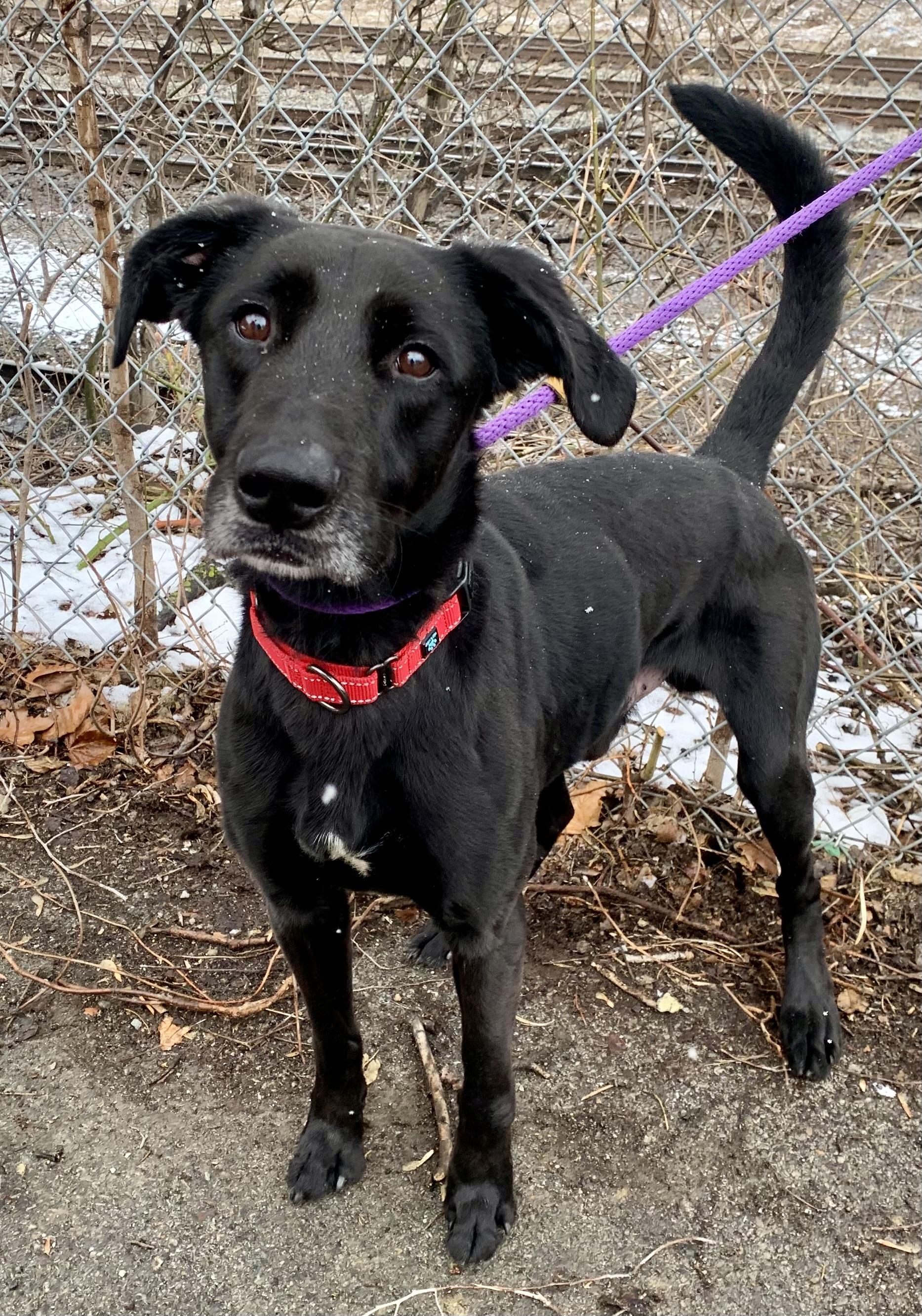 Hershey, a ADOPTABLE mixed breed in McKeesport, PA image 2/6