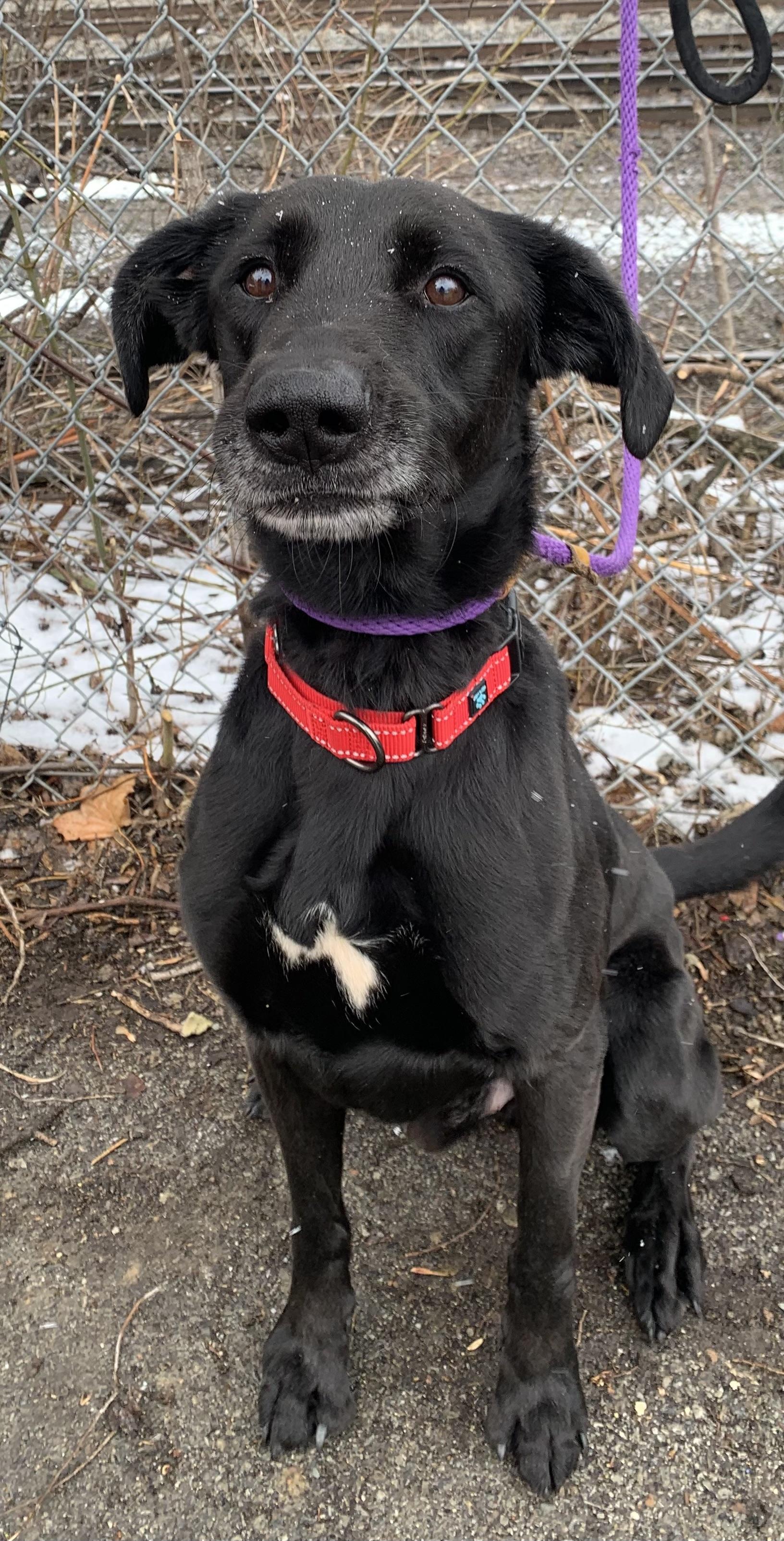 Hershey, a ADOPTABLE mixed breed in McKeesport, PA image 4/6