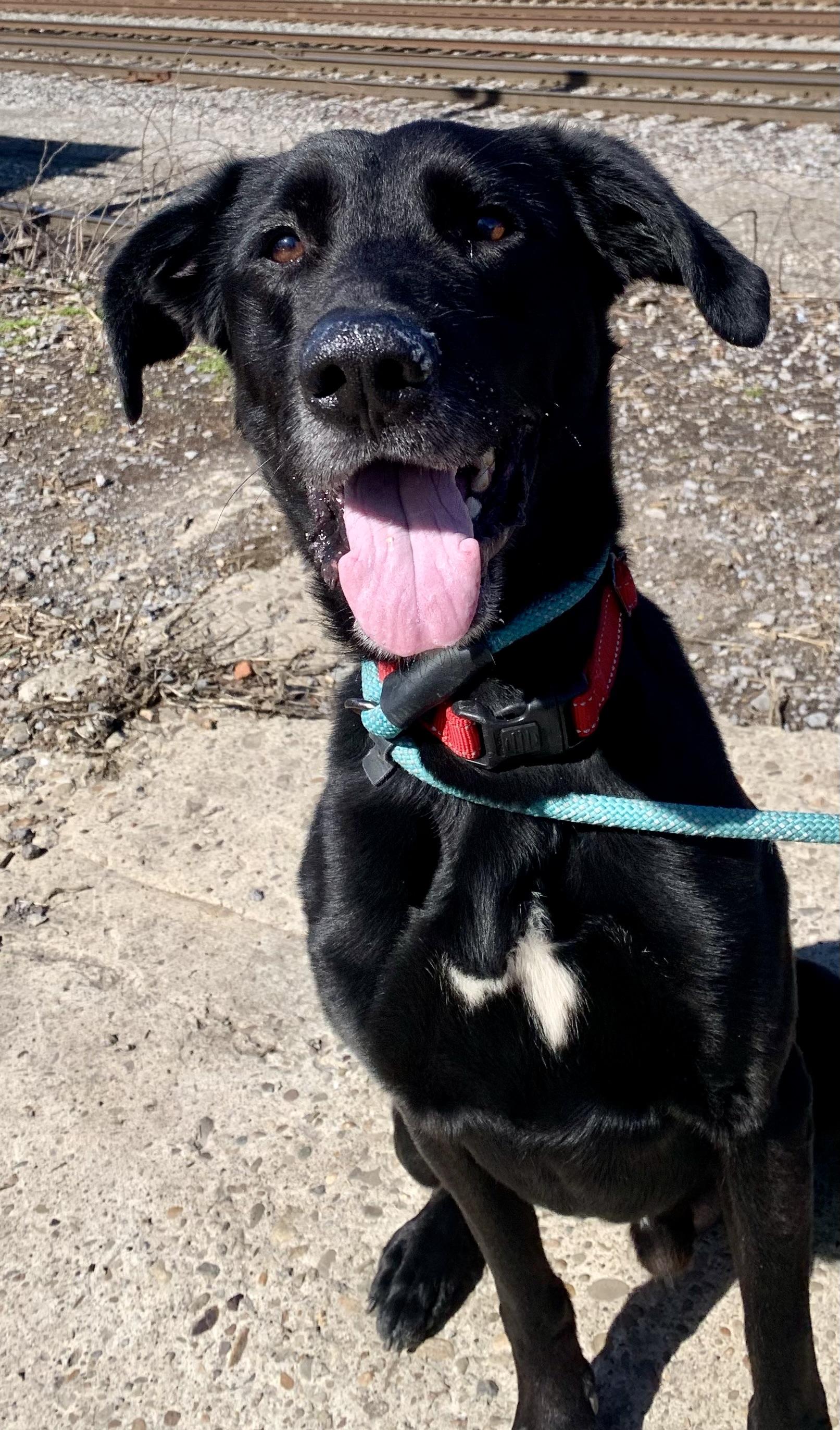 Hershey, a ADOPTABLE mixed breed in McKeesport, PA image 3/6