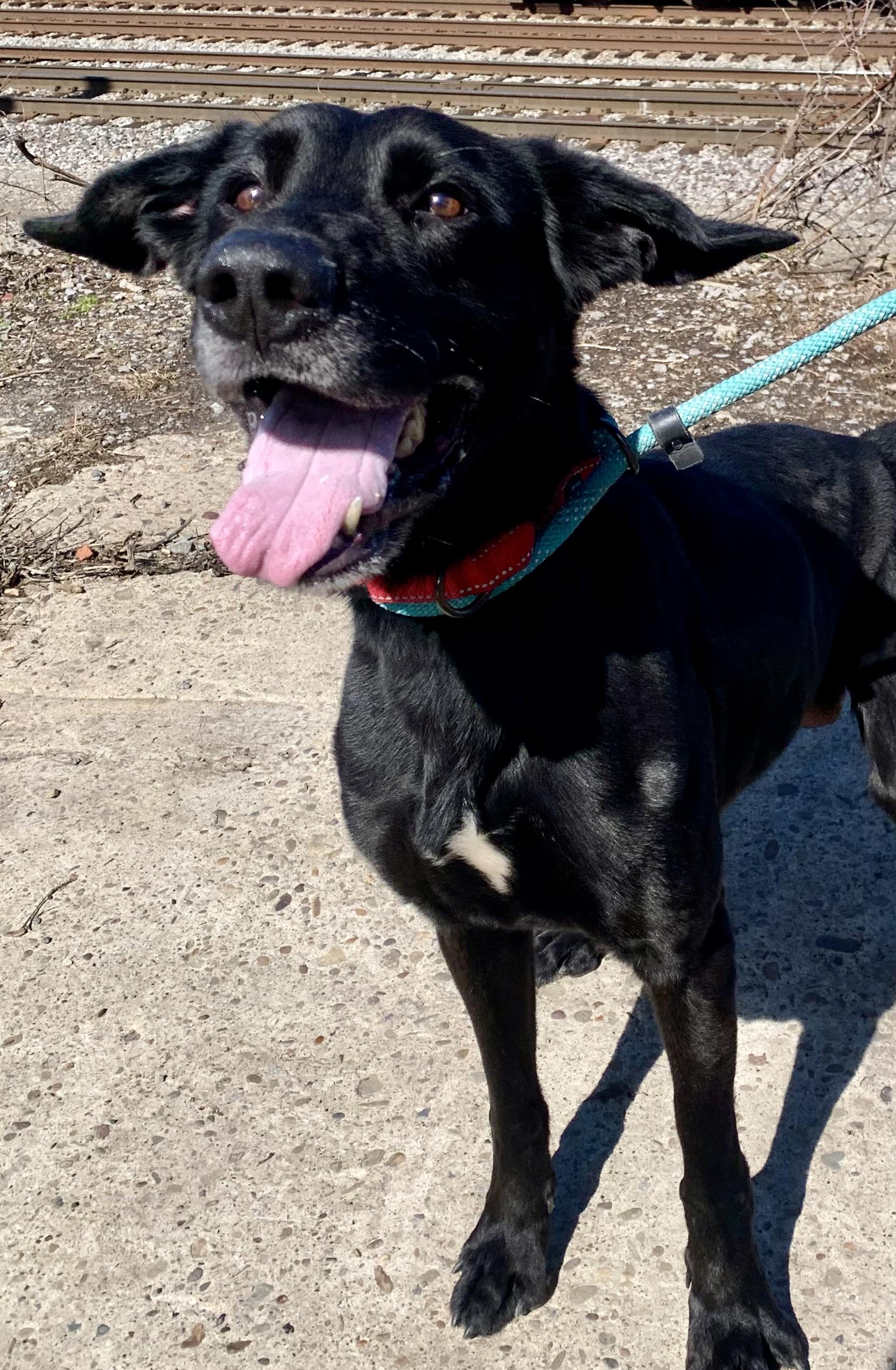 Hershey, a ADOPTABLE mixed breed in McKeesport, PA image 5/6