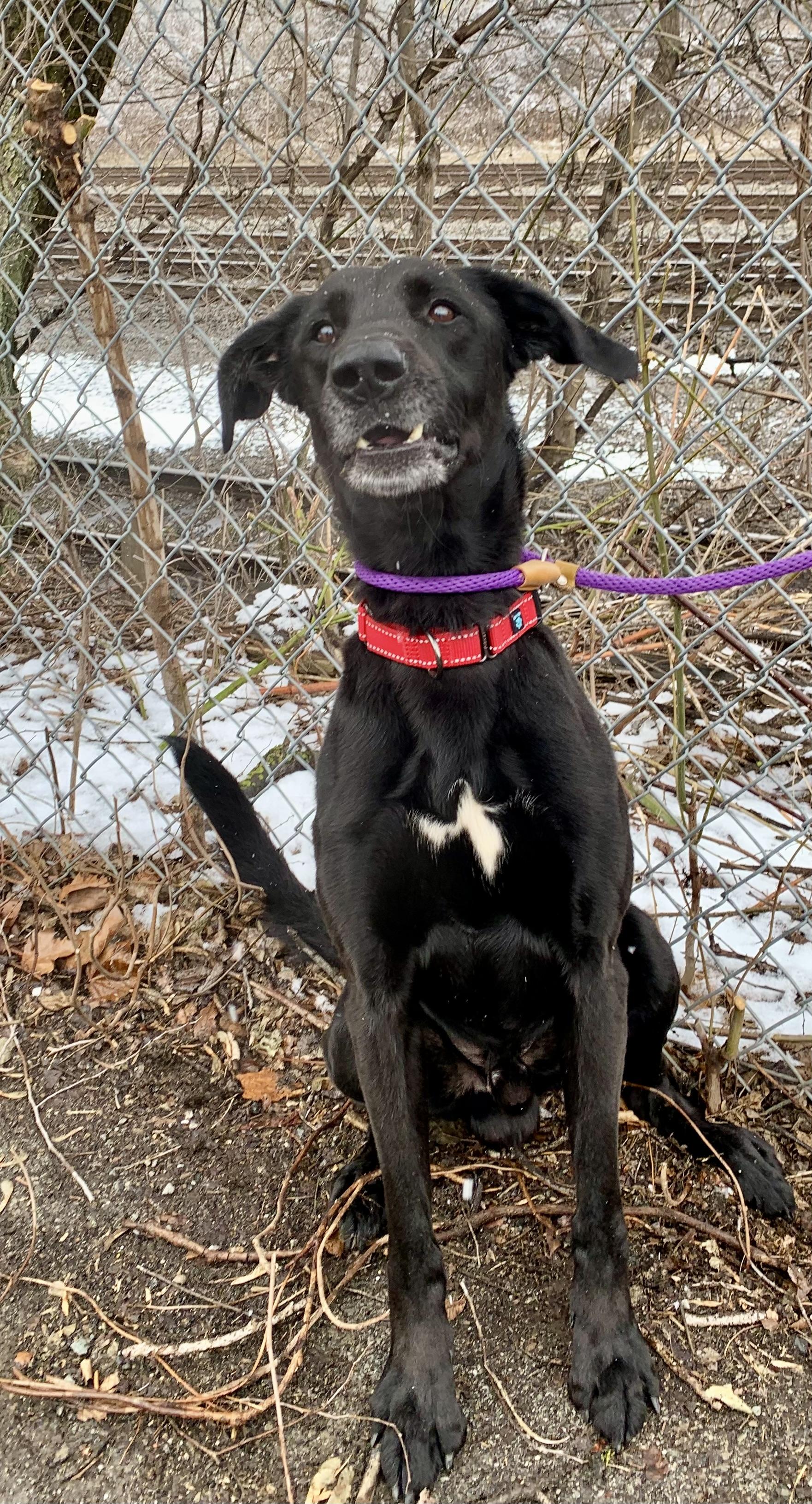 Hershey, ADOPTABLE, Adult Male Black Labrador Retriever & German Shepherd Dog.