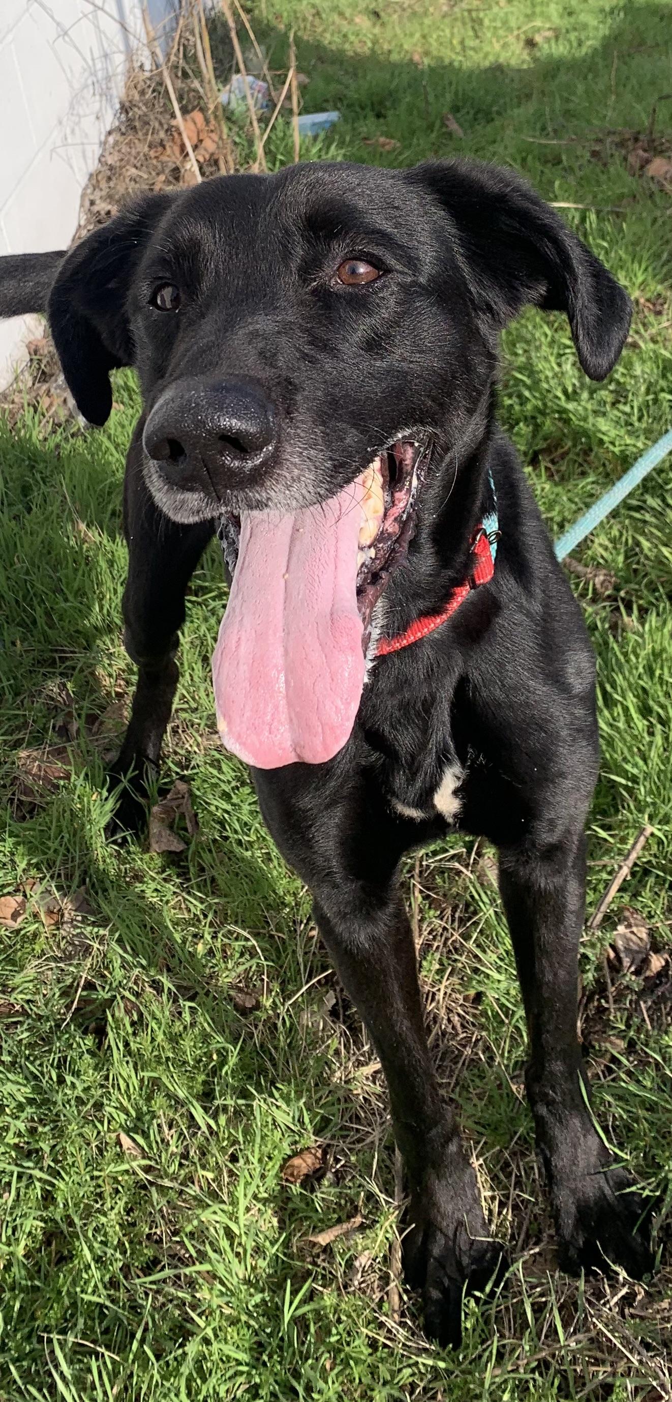 Hershey, a ADOPTABLE mixed breed in McKeesport, PA image 6/6
