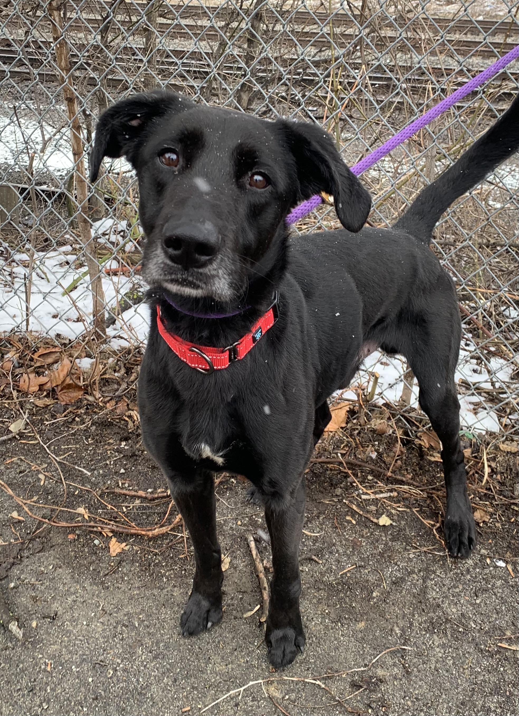 Hershey, a ADOPTABLE mixed breed in McKeesport, PA image 6/6