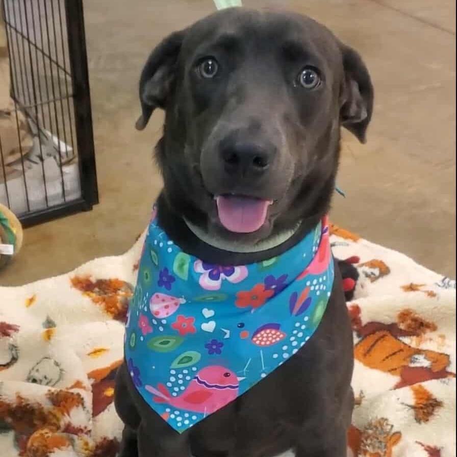 Wrigley, a Adoptable mixed breed in Woolwich, ME image 1/3