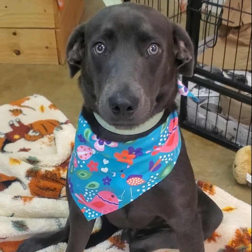 Wrigley, a Adoptable mixed breed in Woolwich, ME image 2/3