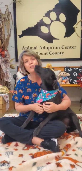 Enlarge Wrigley, a Adoptable mixed breed in Woolwich, ME video 3/3