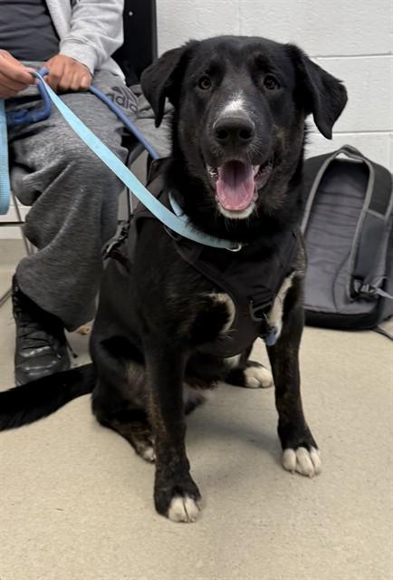 POP POP, Adoptable, Young Male Labrador Retriever & German Shepherd Dog.