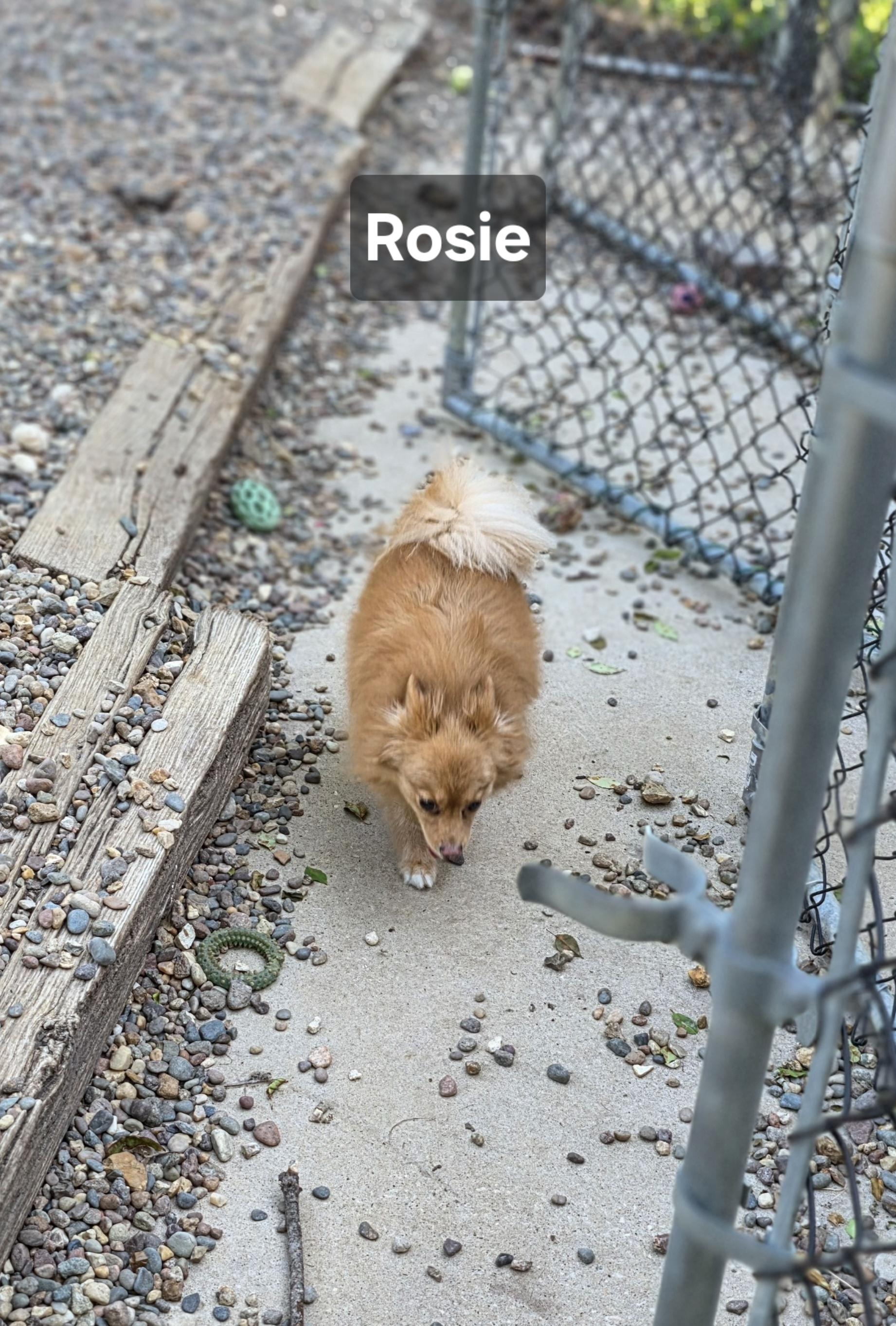 Enlarge Rosie, an adopted Pomeranian in Wever, IA image 3/4