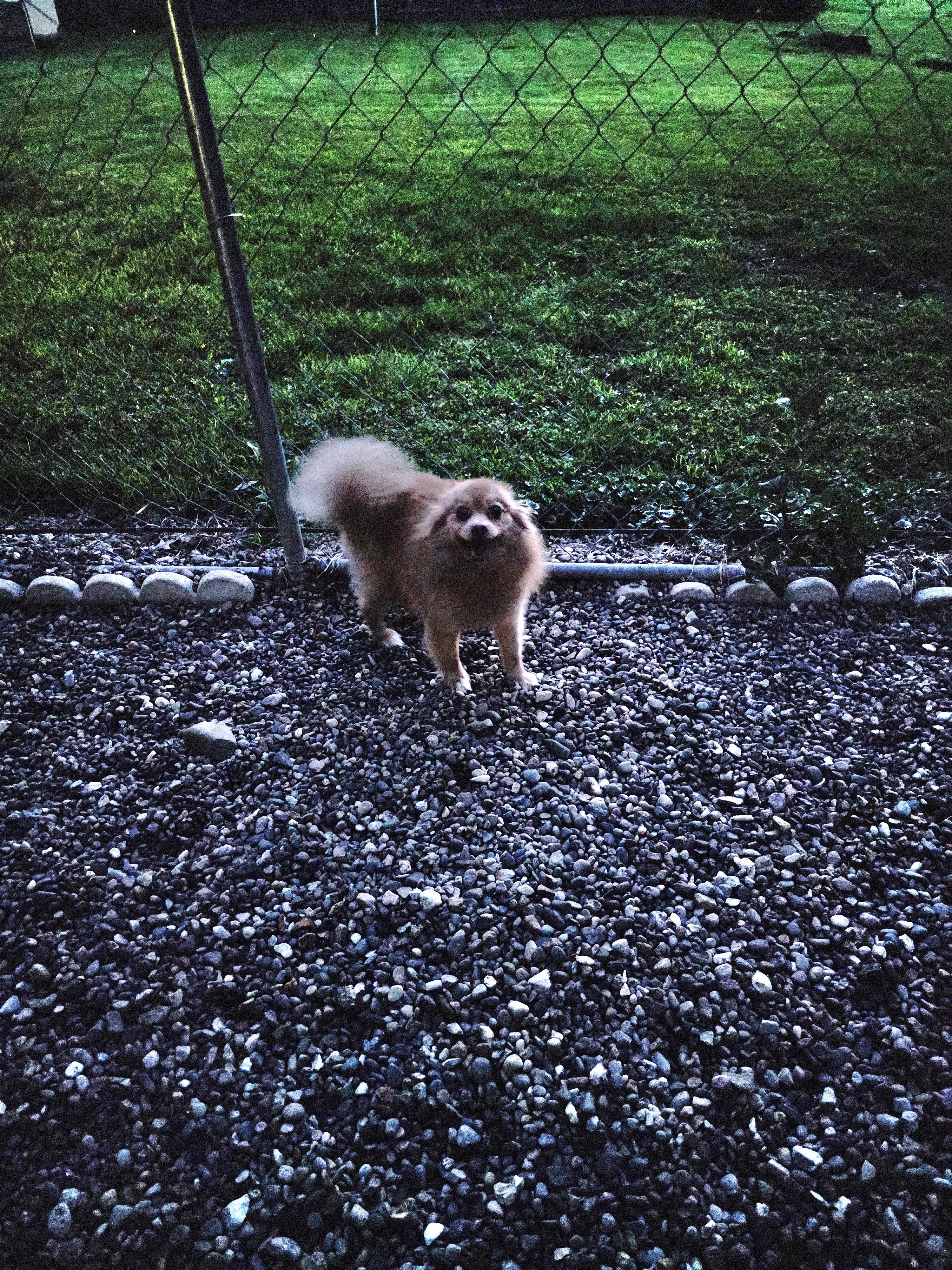 Rosie, adopted, Adult Female Pomeranian.