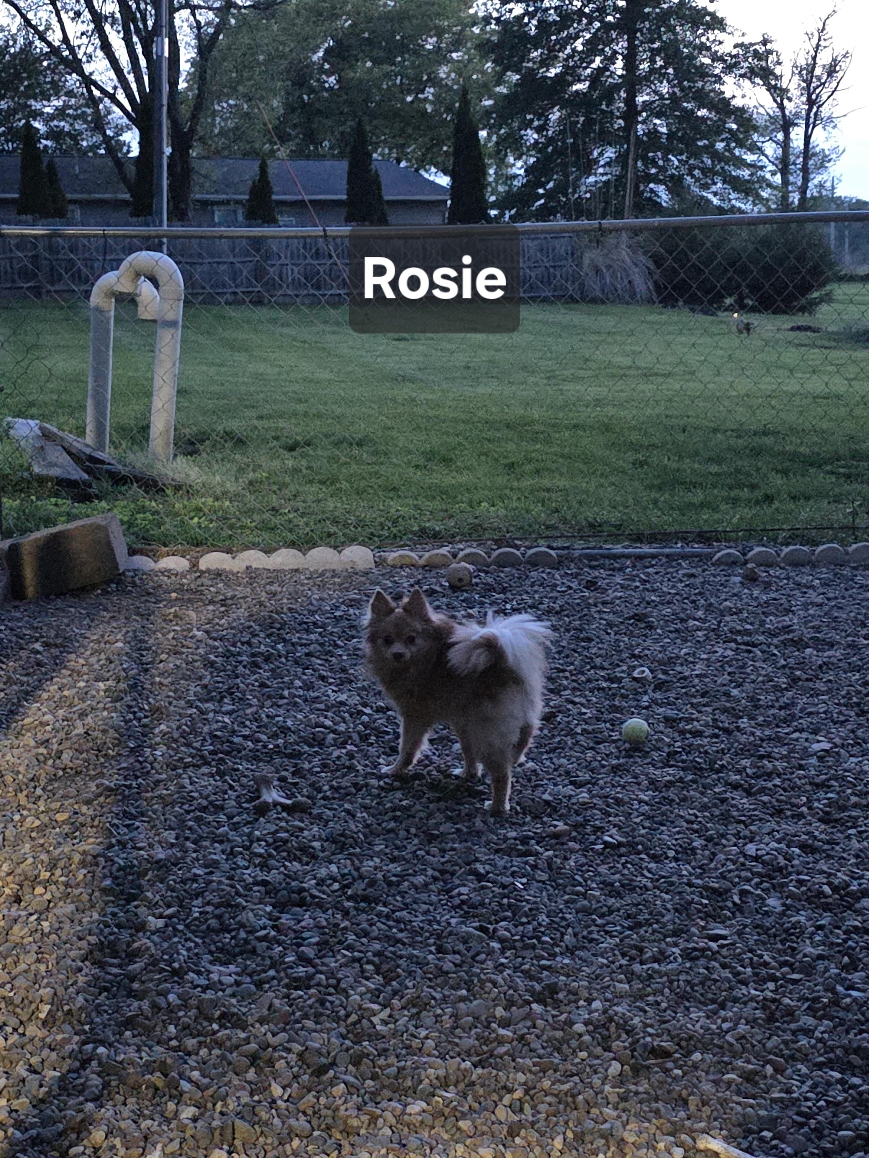Enlarge Rosie, an adopted Pomeranian in Wever, IA image 2/4
