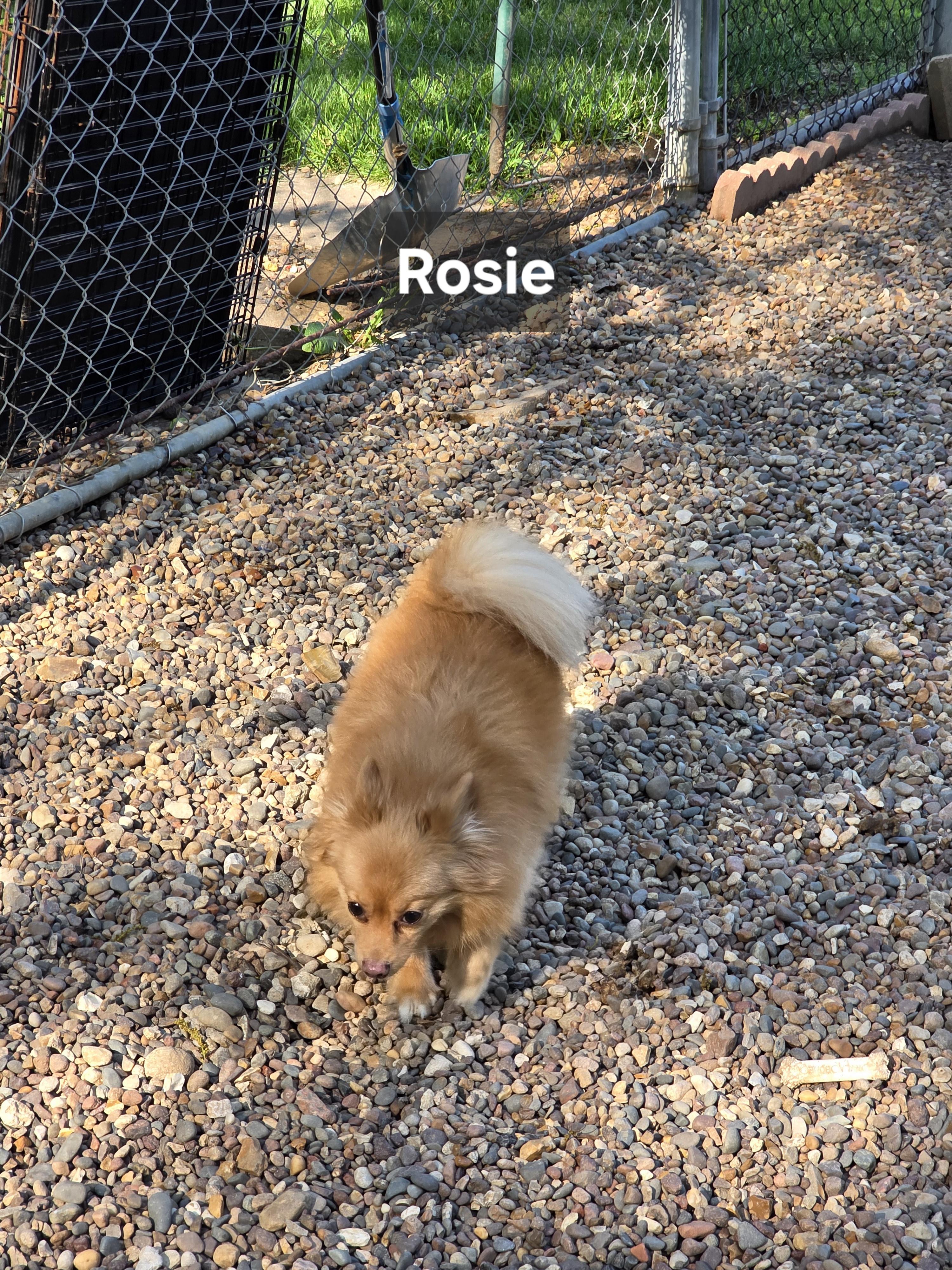 Enlarge Rosie, an adopted Pomeranian in Wever, IA image 4/4