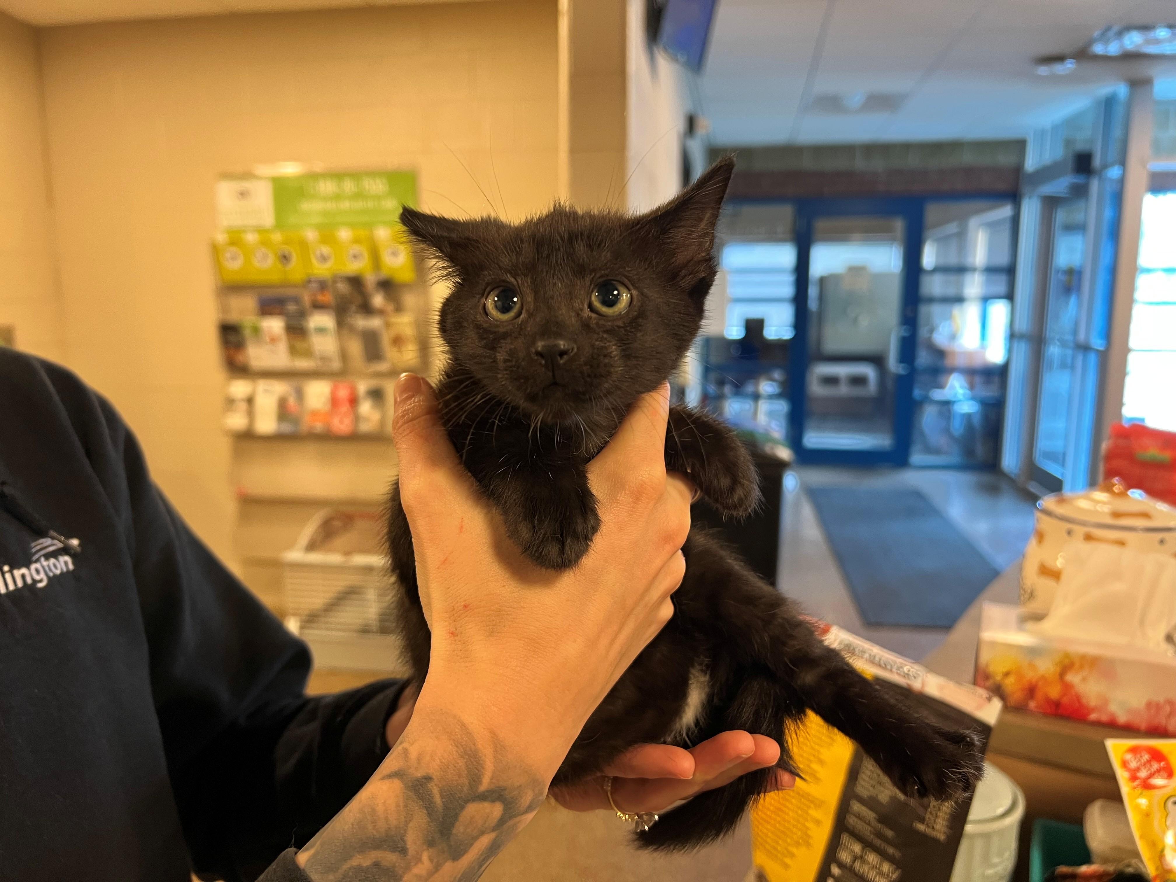 Mario CS-282/26, Adopted, Kitten Male Domestic Short Hair.