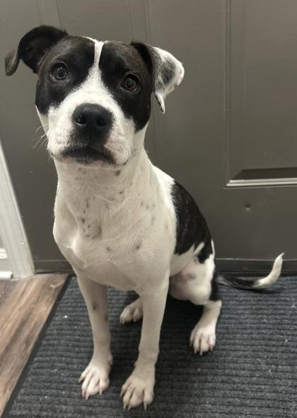 Enlarge Bethany, a Adoptable Mixed Breed in Atlanta, GA image 1/3