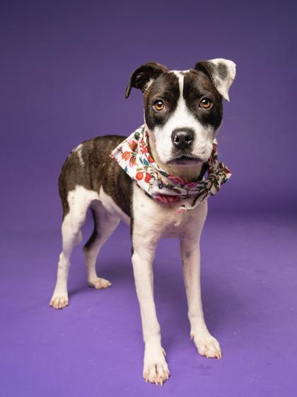 Enlarge Bethany, a Adoptable Mixed Breed in Atlanta, GA image 3/3