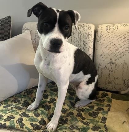 Enlarge Bethany, a Adoptable Mixed Breed in Atlanta, GA image 3/3