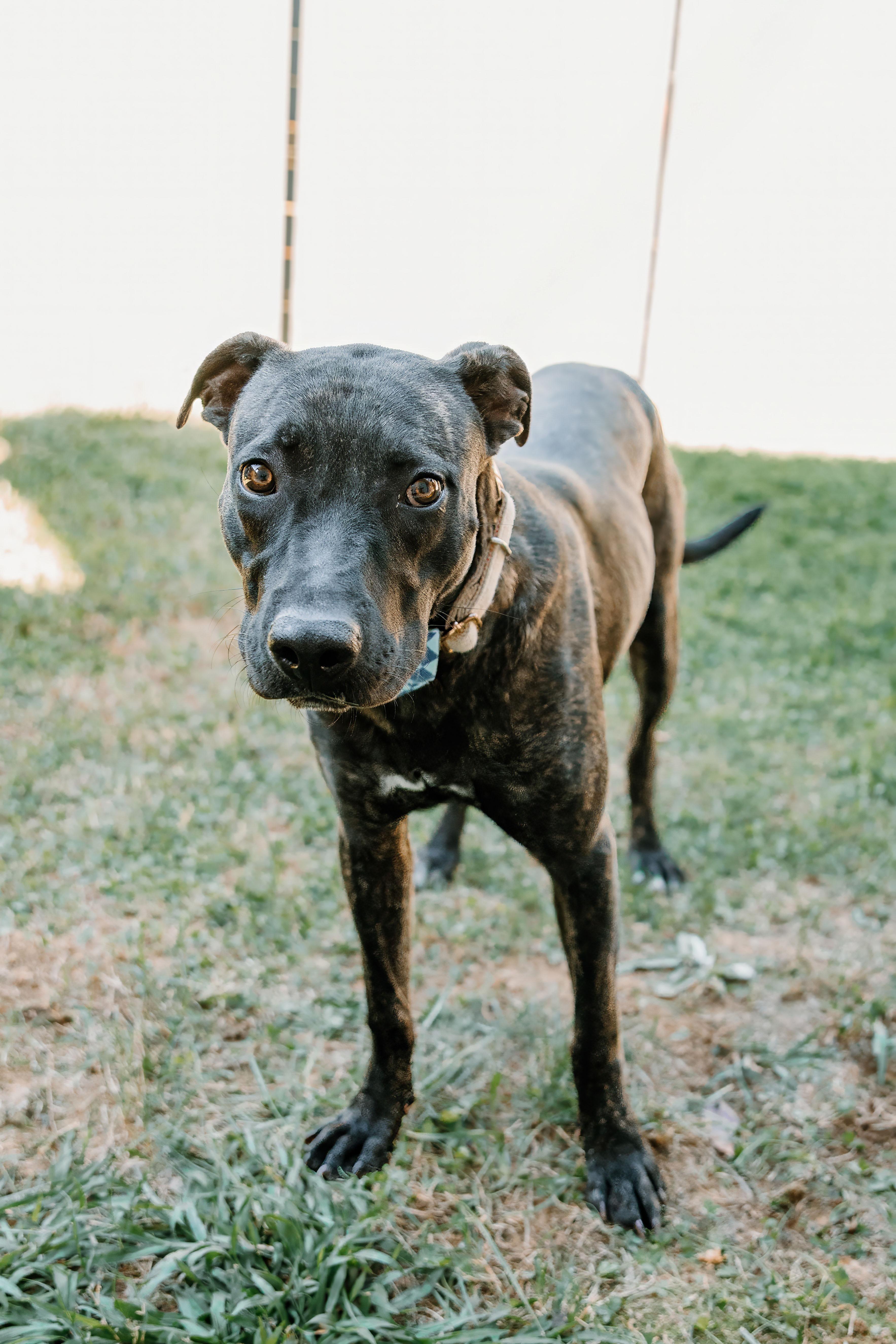 Enlarge Nino, a Adoptable mixed breed in Lancaster, SC image 4/6