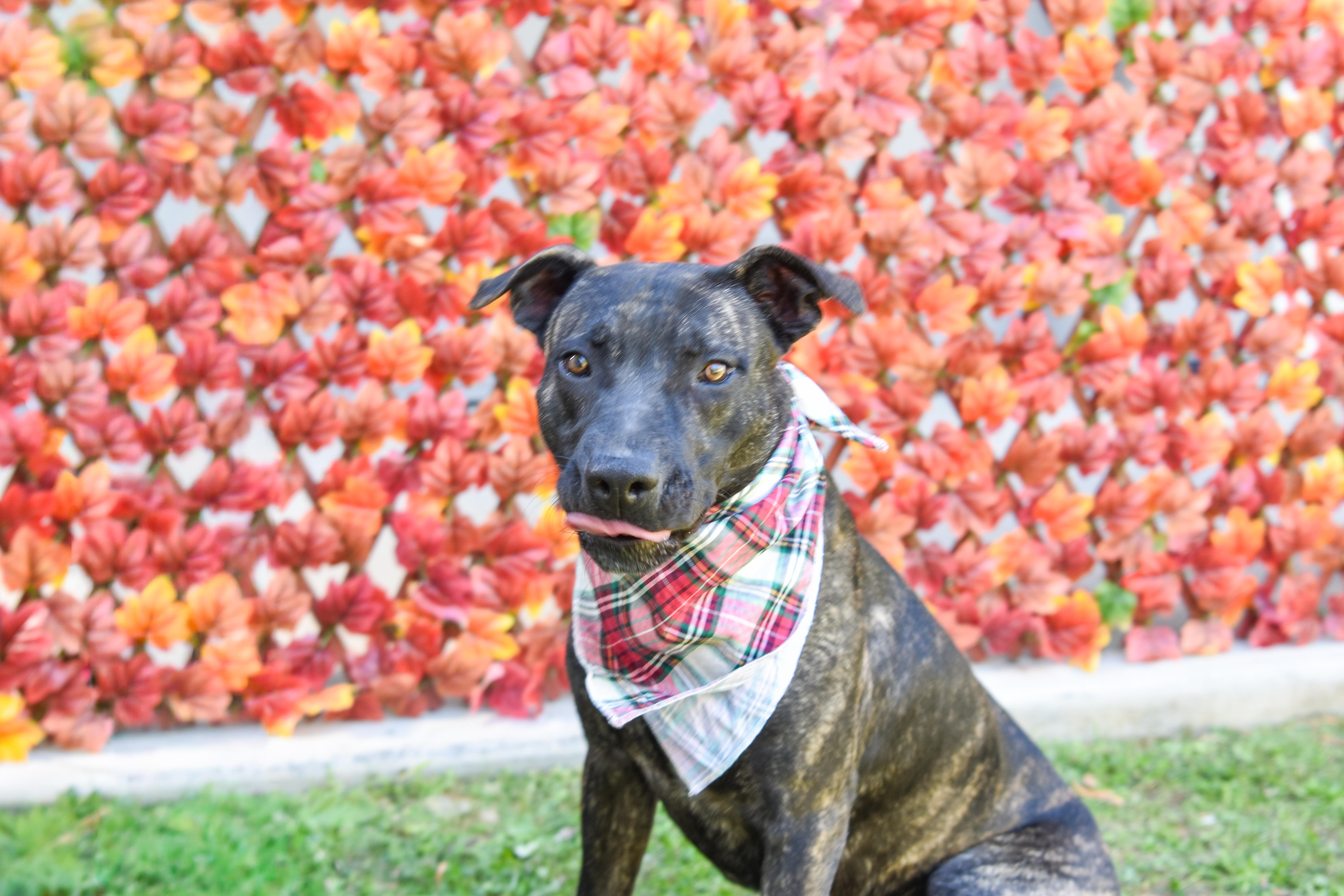 Nino, Adoptable, Adult Male Belgian Shepherd / Malinois.