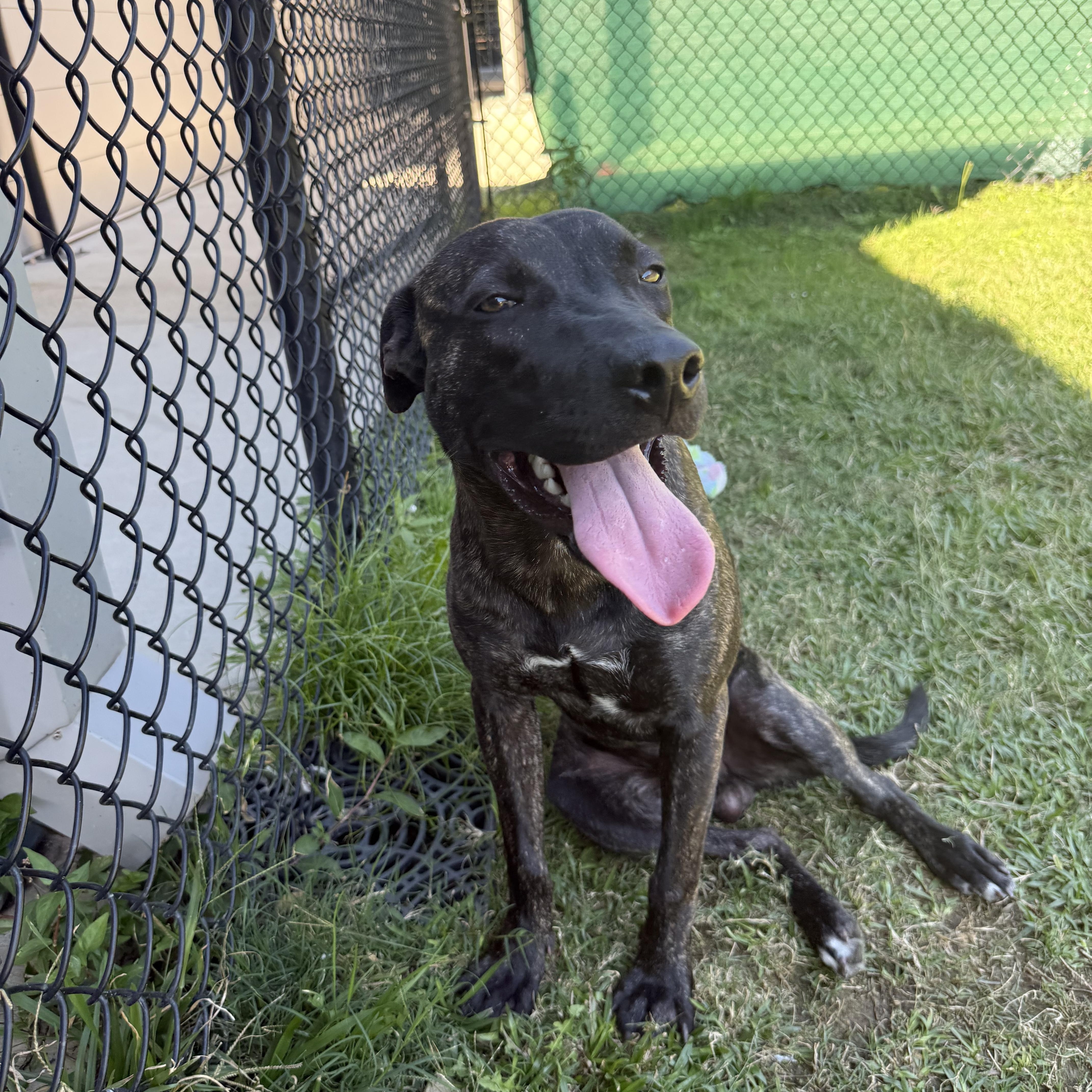 Enlarge Nino, a Adoptable mixed breed in Lancaster, SC image 6/6