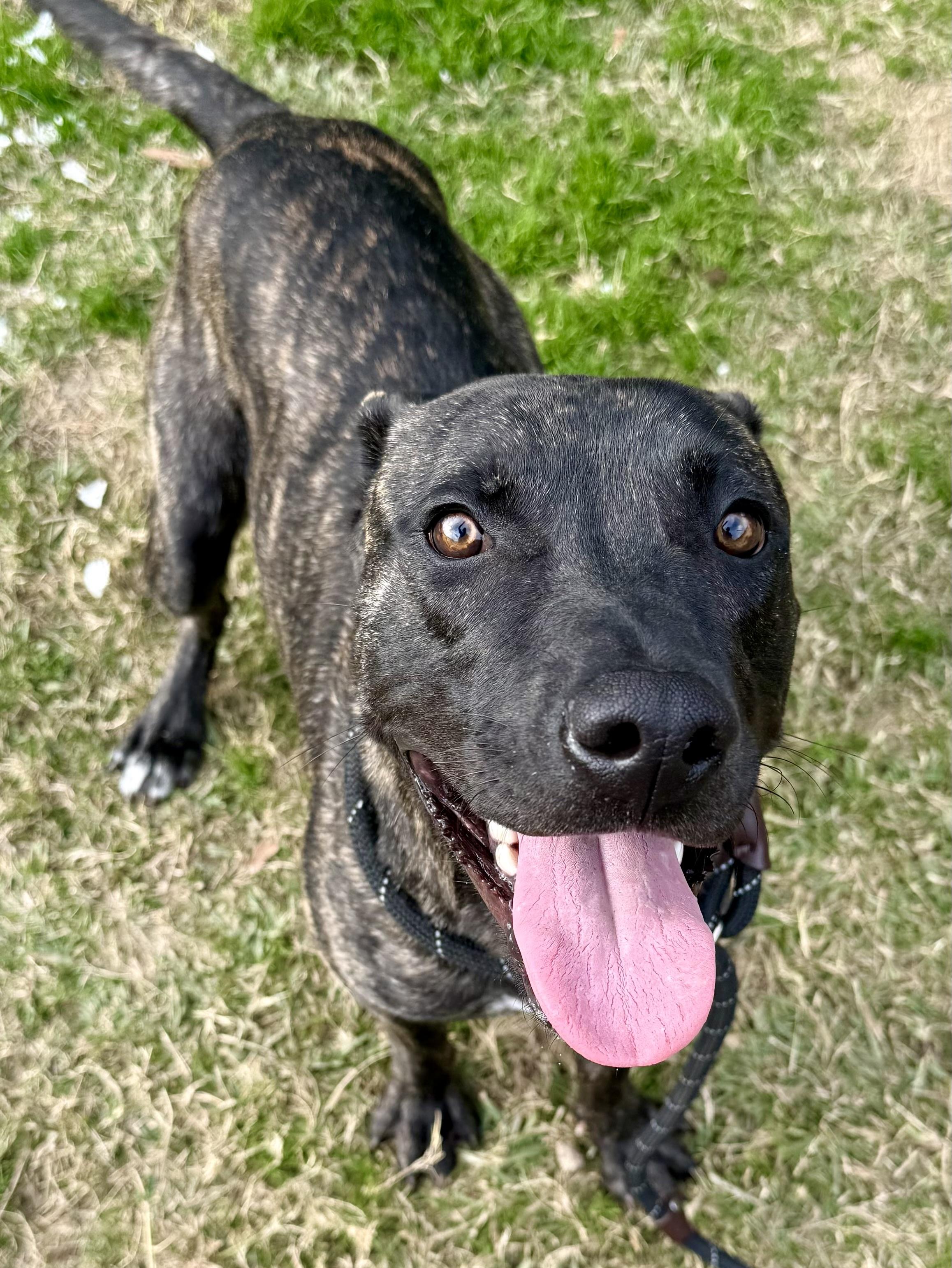 Enlarge Nino, a Adoptable mixed breed in Lancaster, SC image 6/6