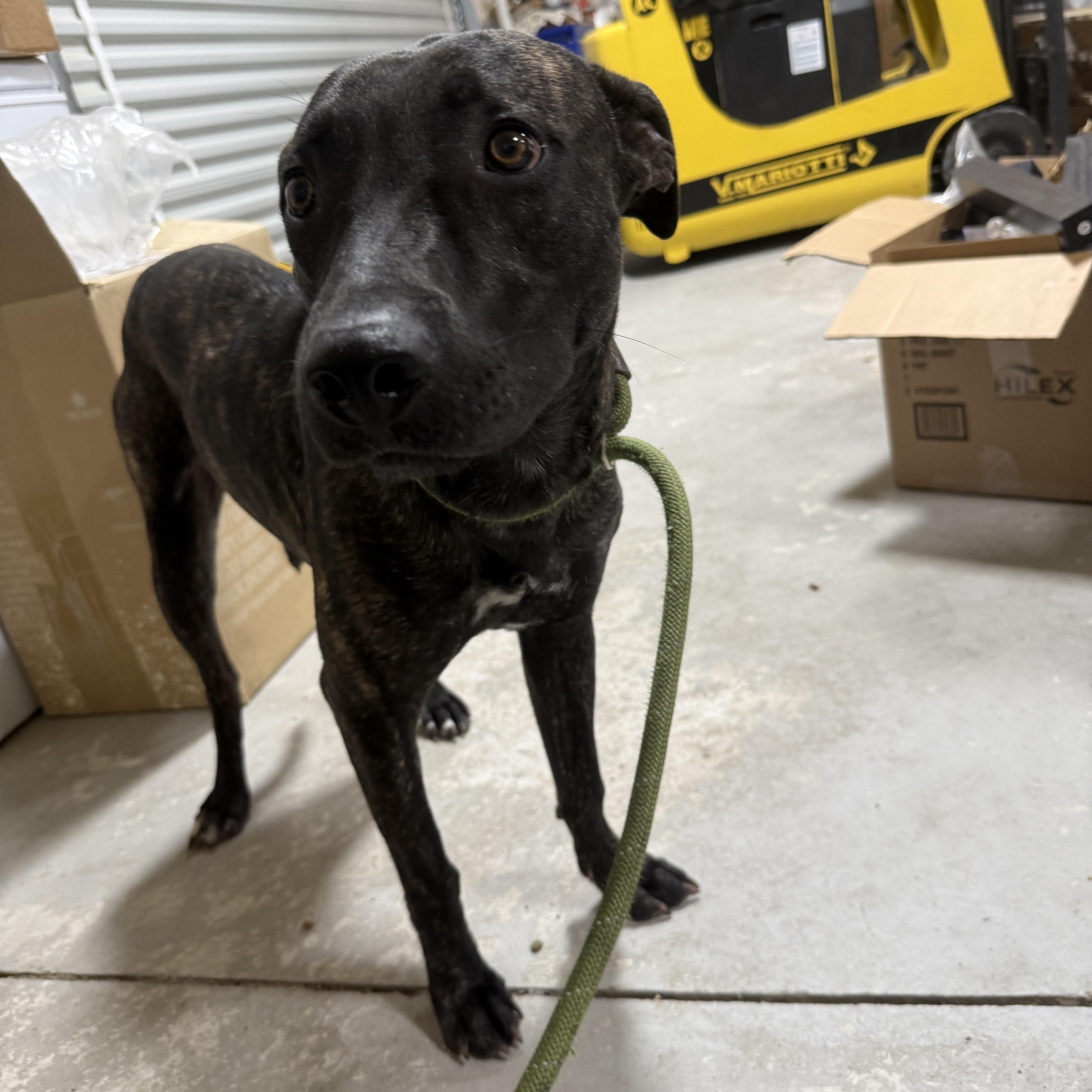 Enlarge Nino, a Adoptable mixed breed in Lancaster, SC image 5/6