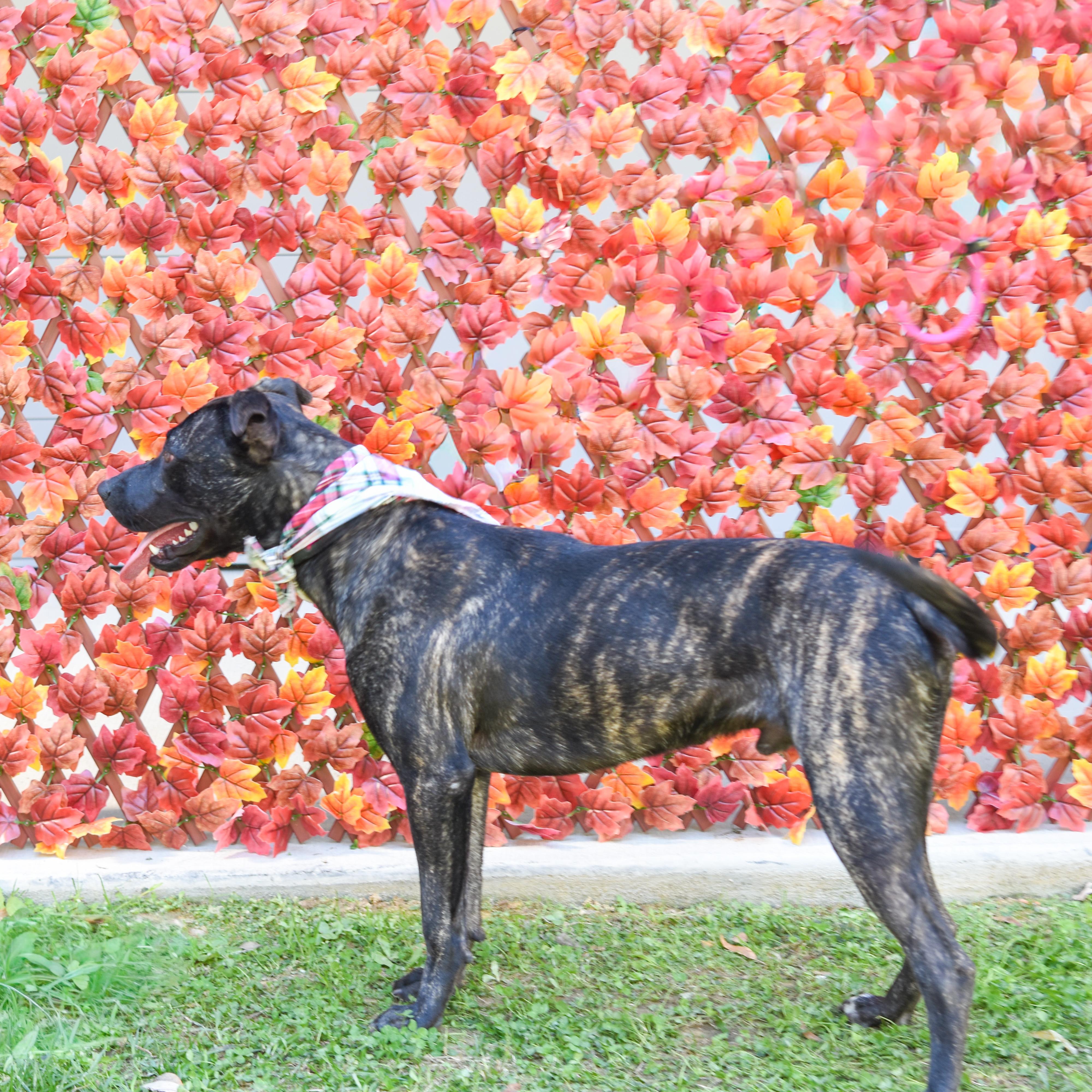 Enlarge Nino, a Adoptable mixed breed in Lancaster, SC image 2/6